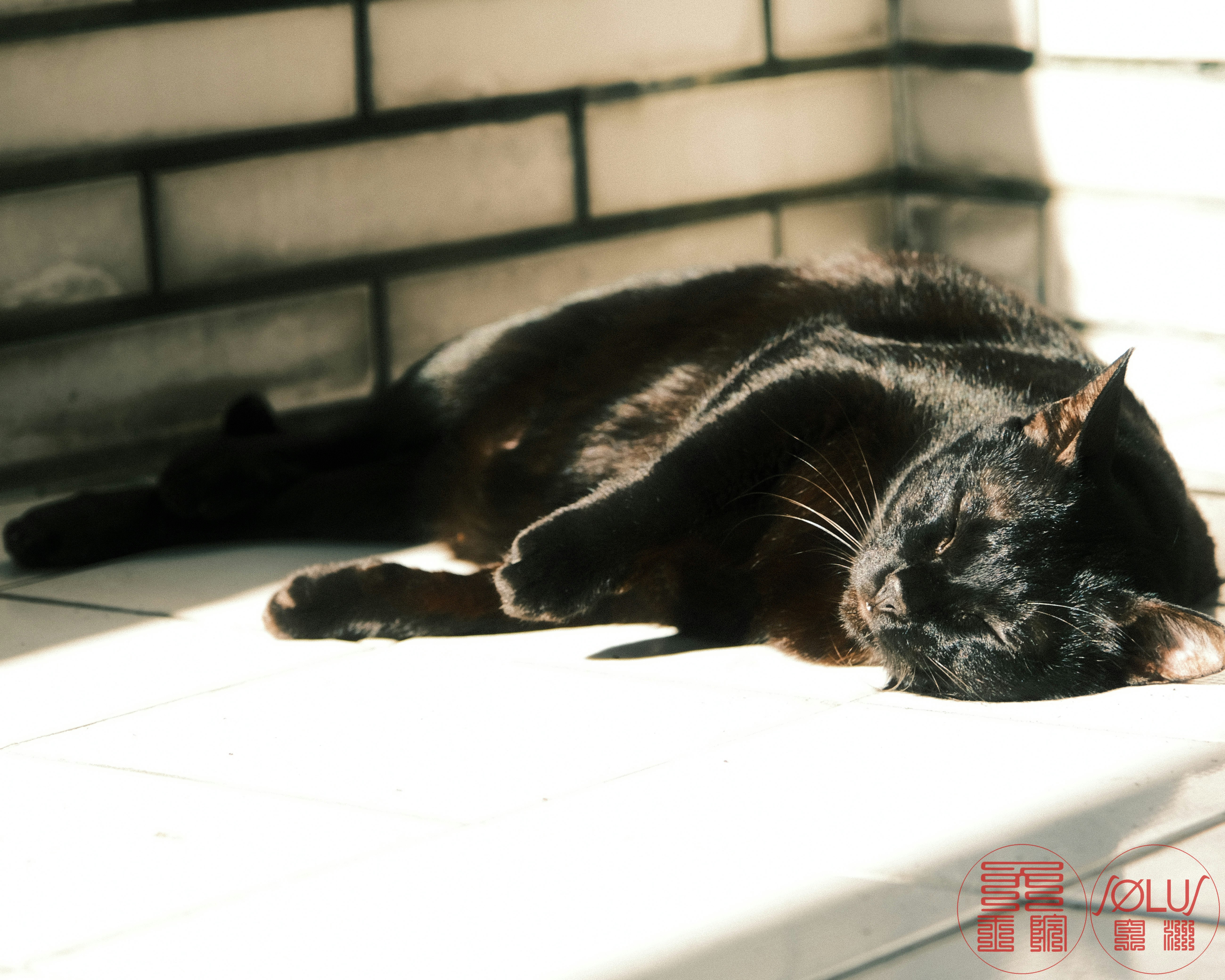 窓辺で寝そべる黒猫の猫ベッド