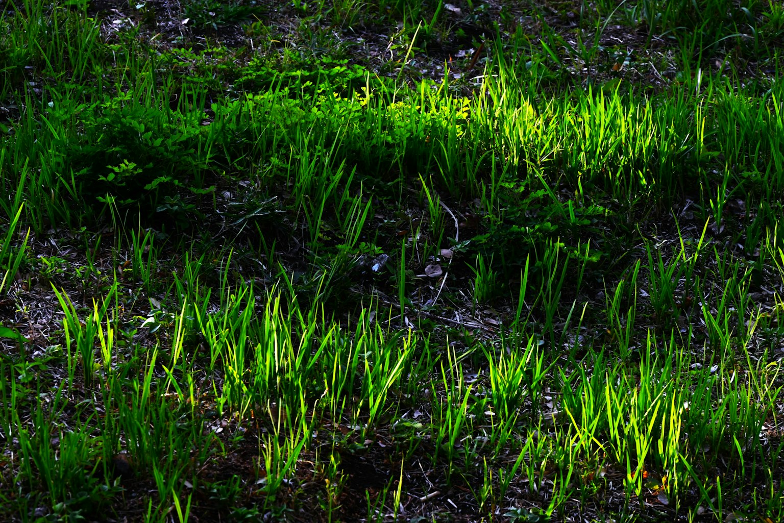 Luce solare che illumina l'erba verde su un terreno forestale scuro