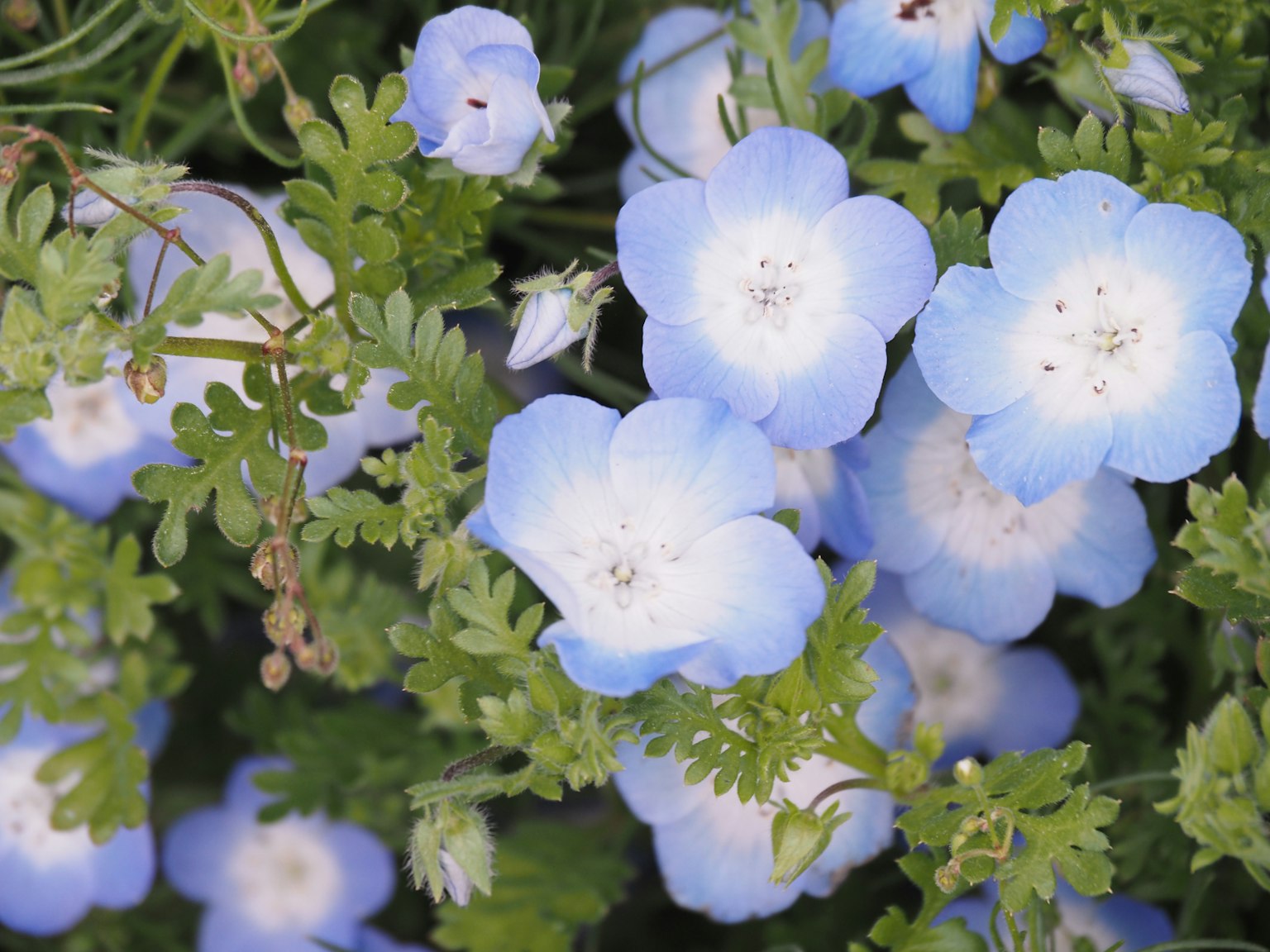 Un gruppo di delicati fiori blu circondati da foglie verdi lussureggianti