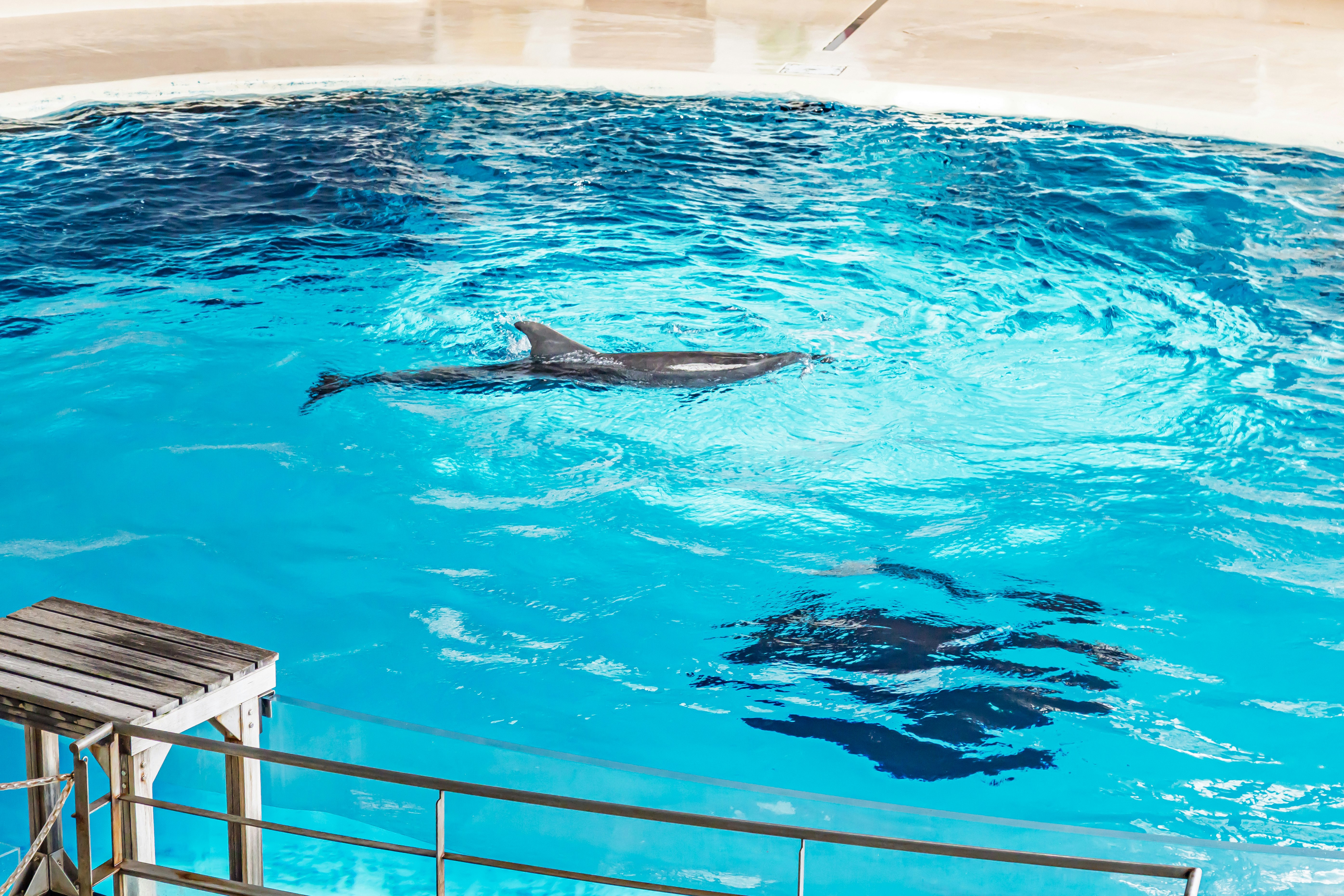 プールで泳ぐイルカのいる水面