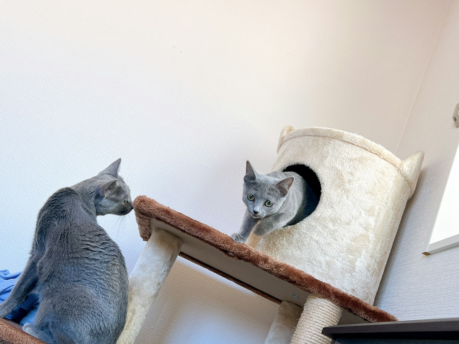 两只灰色猫在猫树附近互动