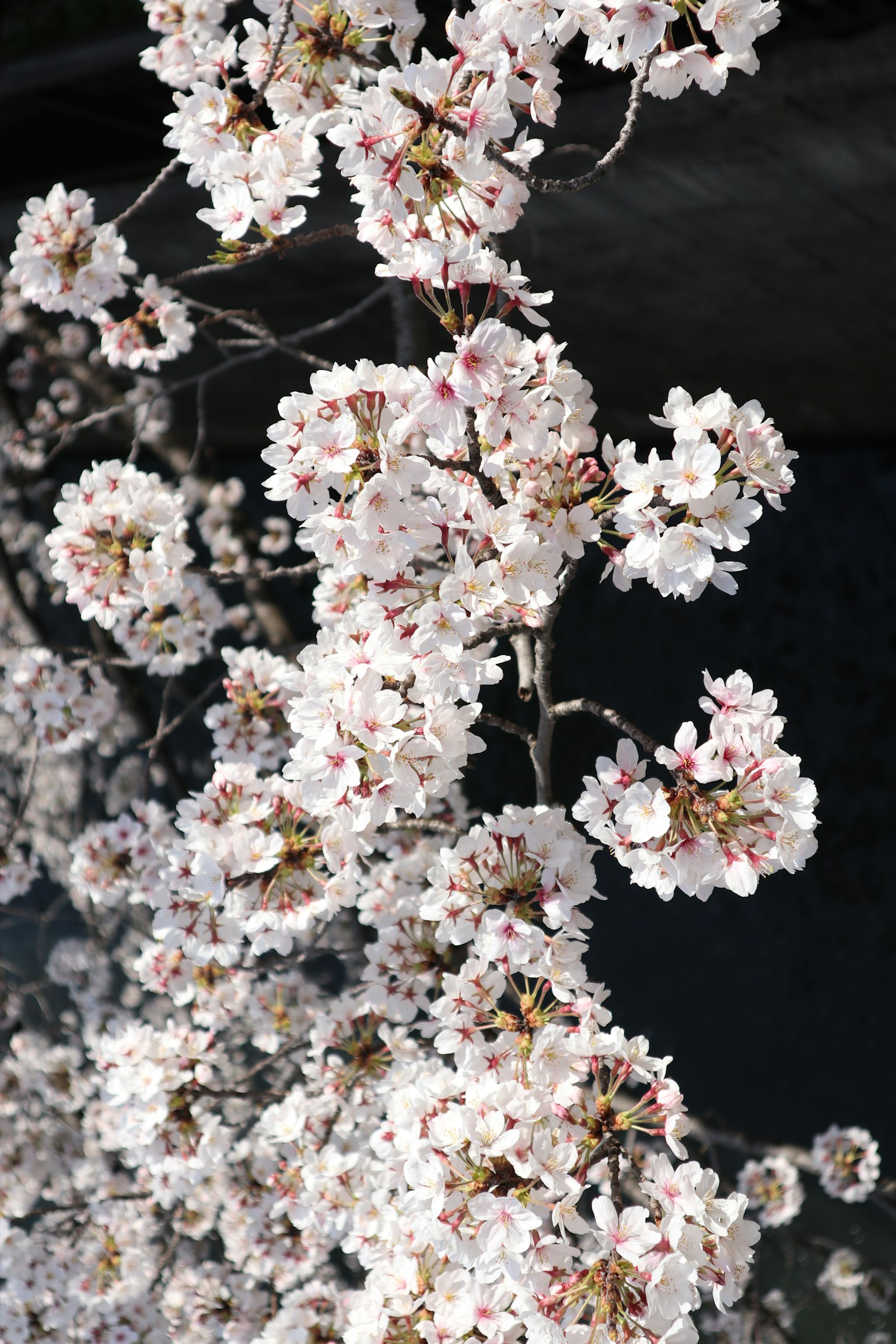 Gros plan de fleurs de cerisier sur une branche