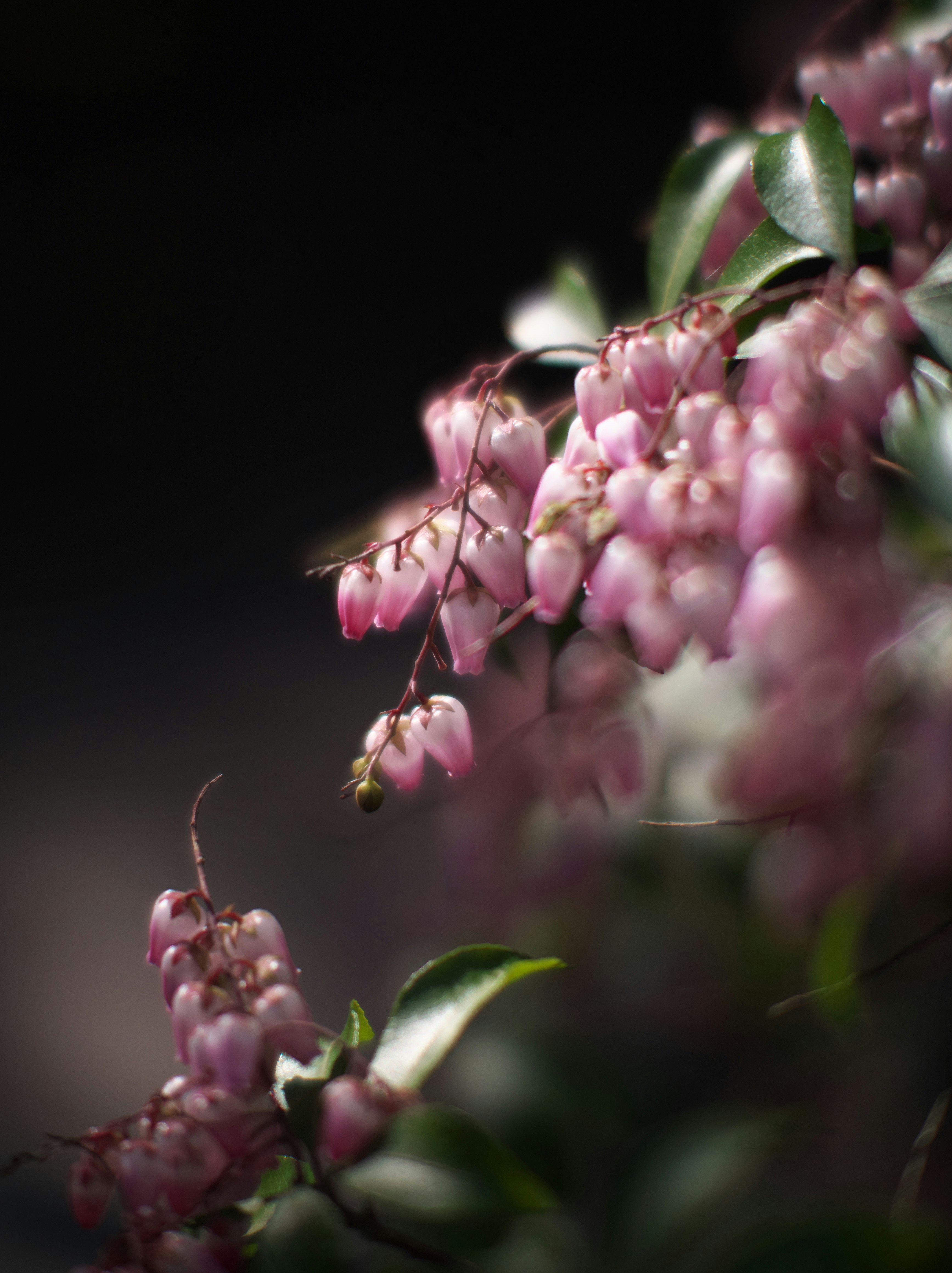 紫の花のつぼみが連なるボケのあるマクロ画像