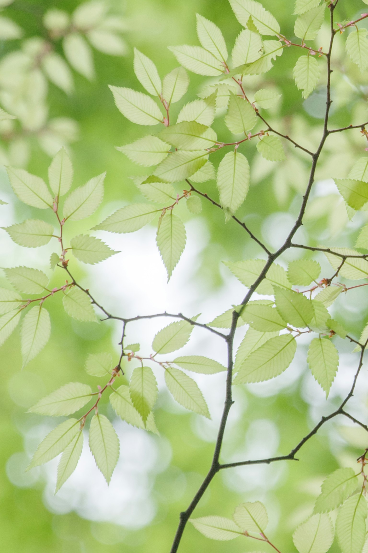 A close-up of pale green leaves filtering light on branches