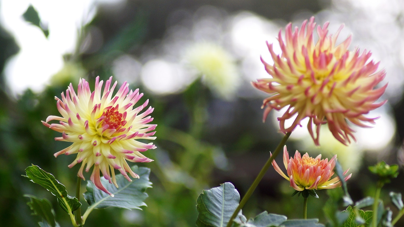 photo-r18bf0pqqGOrxnyTnugs-image