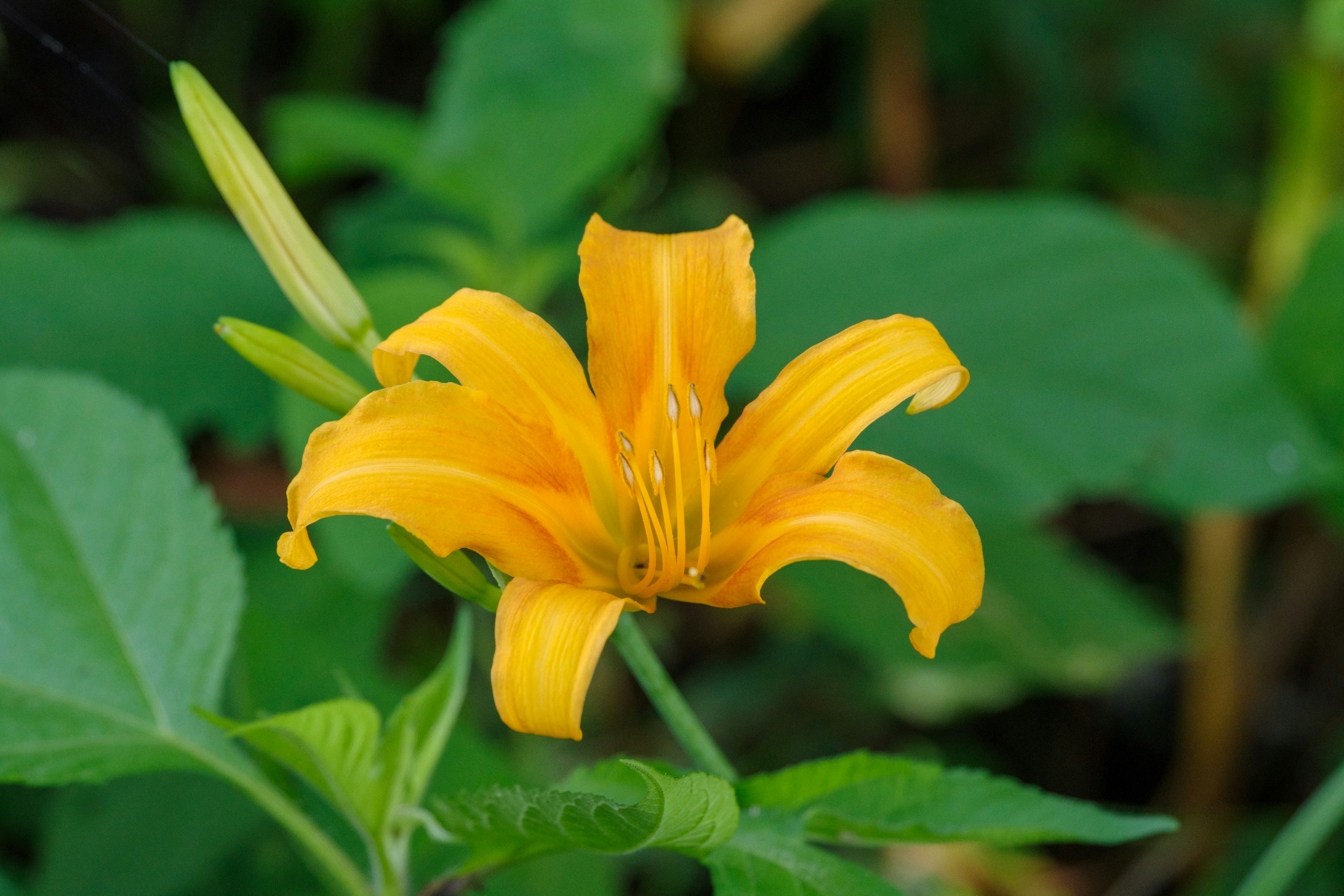黄色いユリの花と緑の葉のクローズアップ