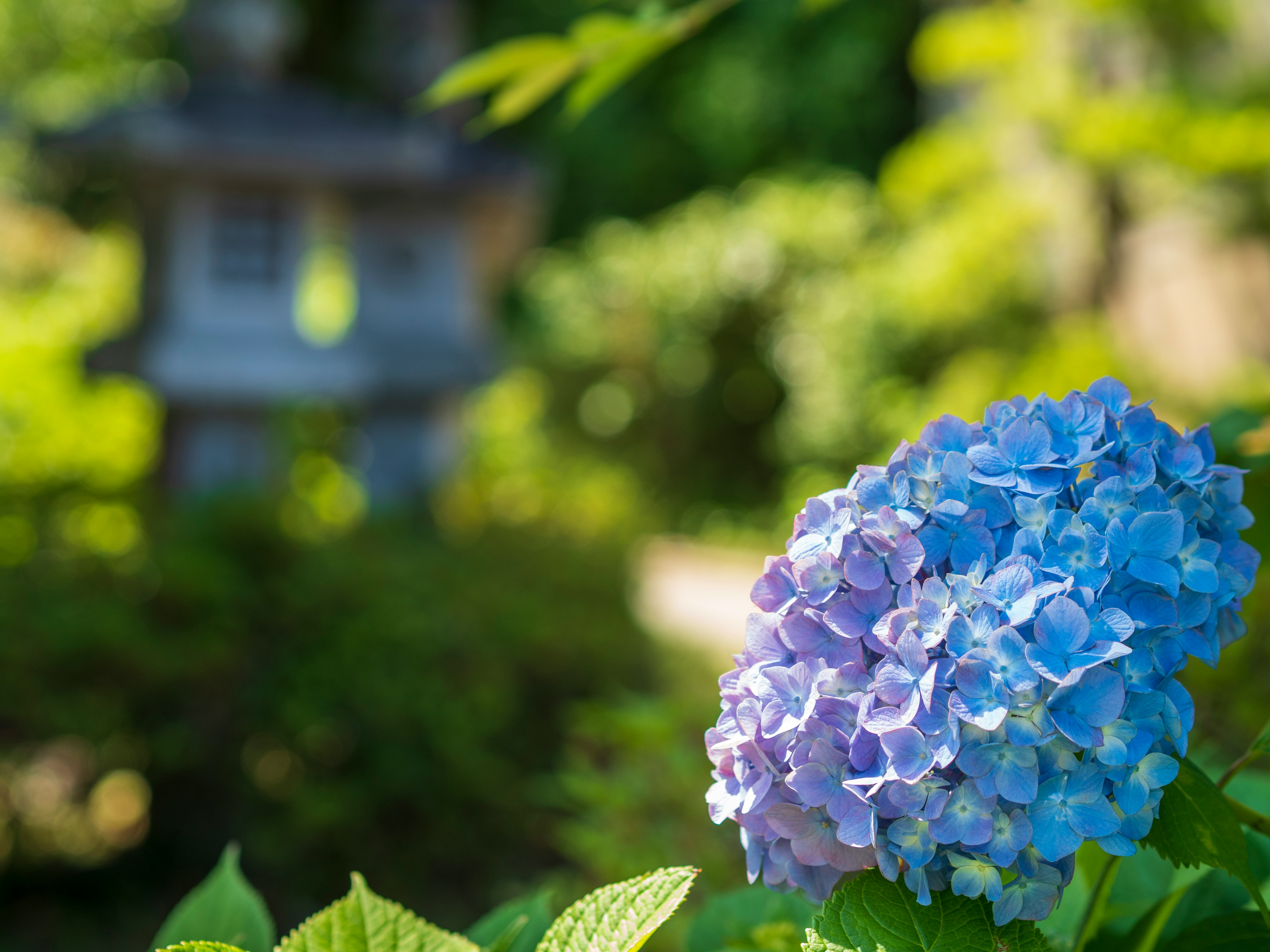 青いアジサイの花と庭のボケ背景