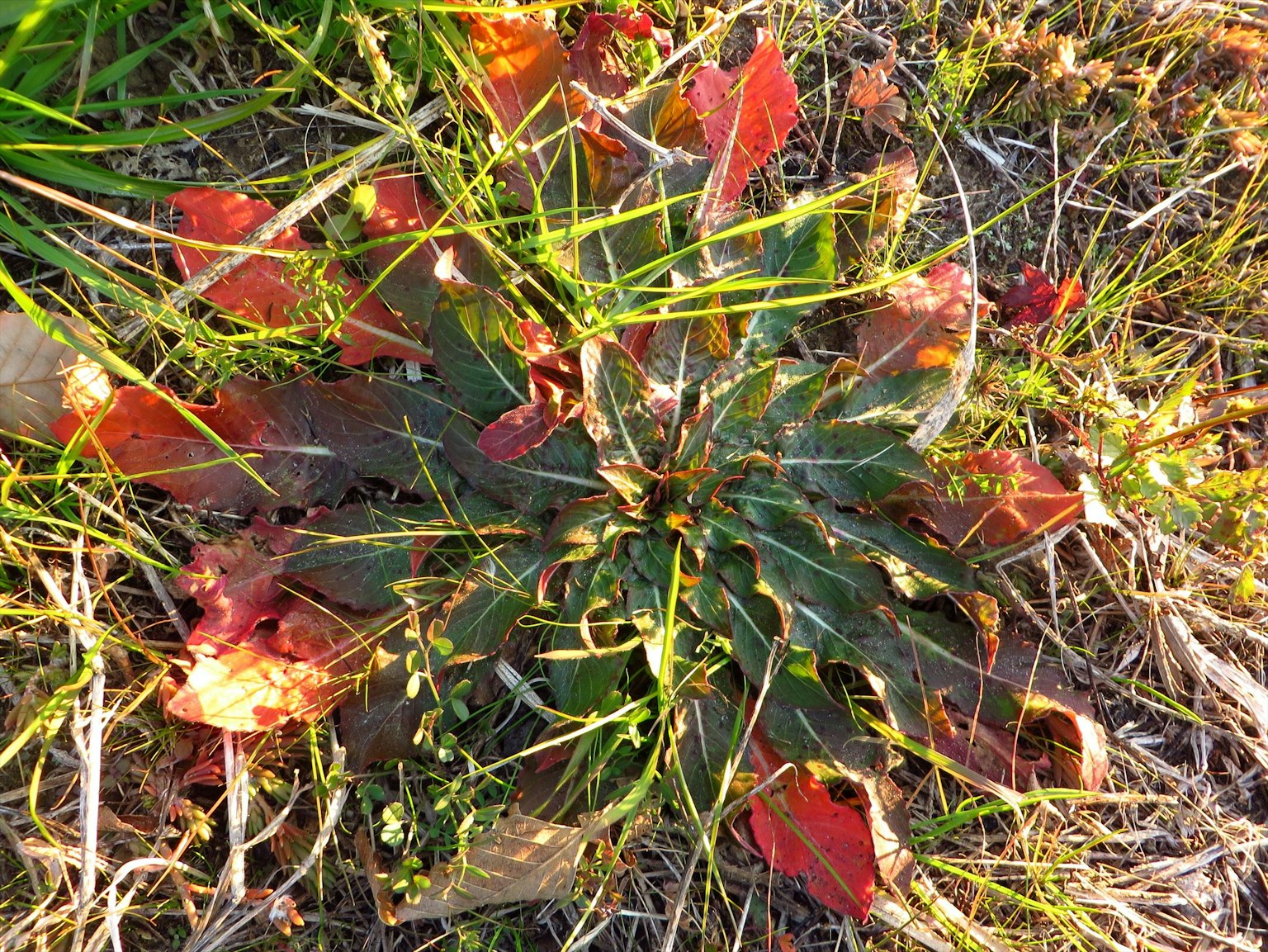 Pianta con foglie rosse nell'erba verde
