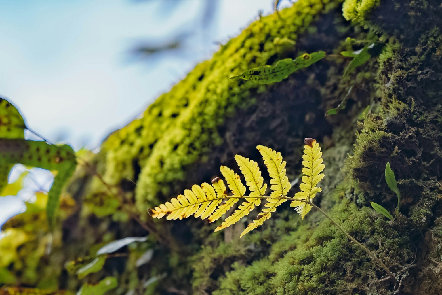 Yellow fern leaf growing on green moss