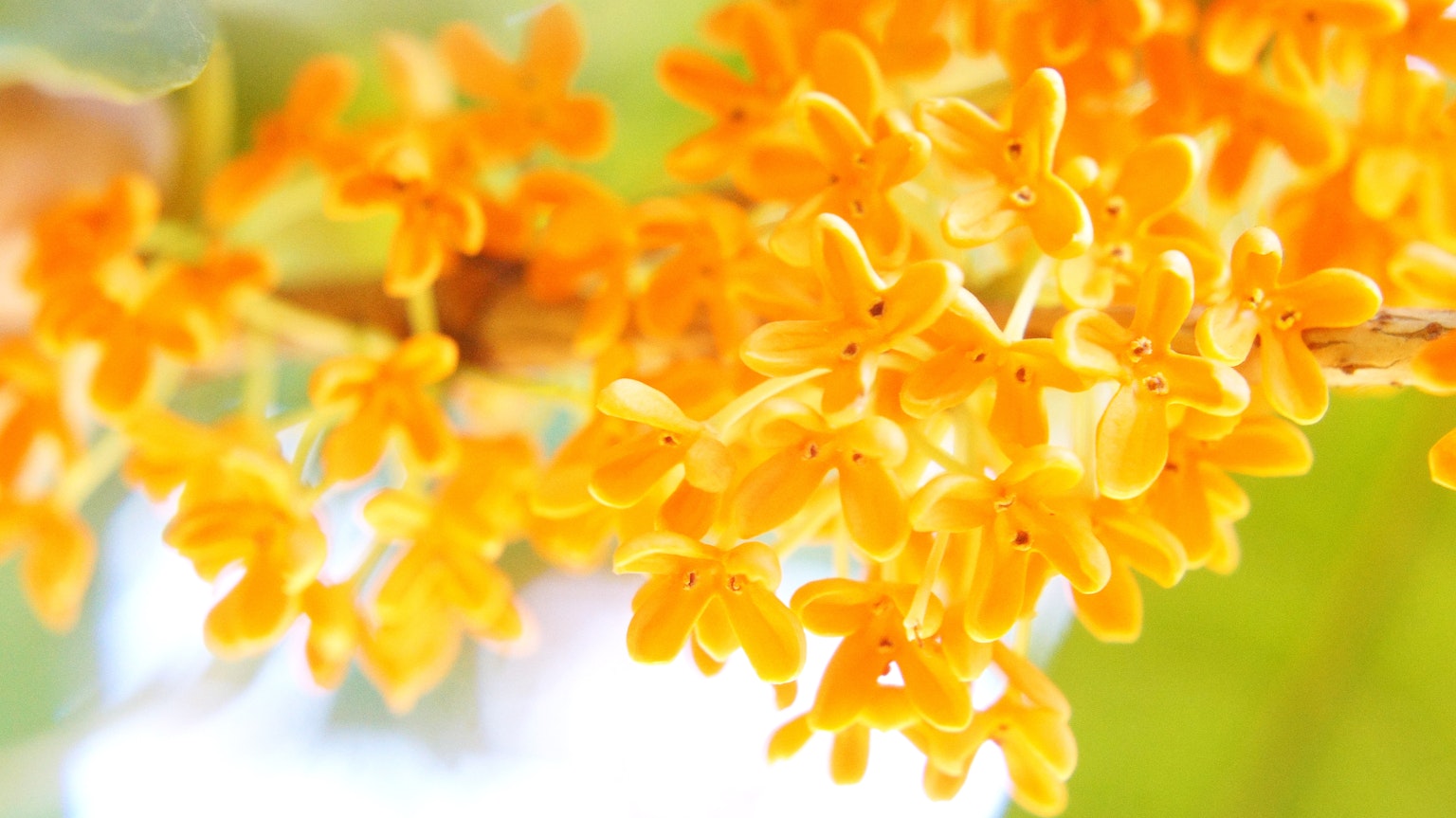 ดอกไม้สีส้มสดใสที่กำลังบาน