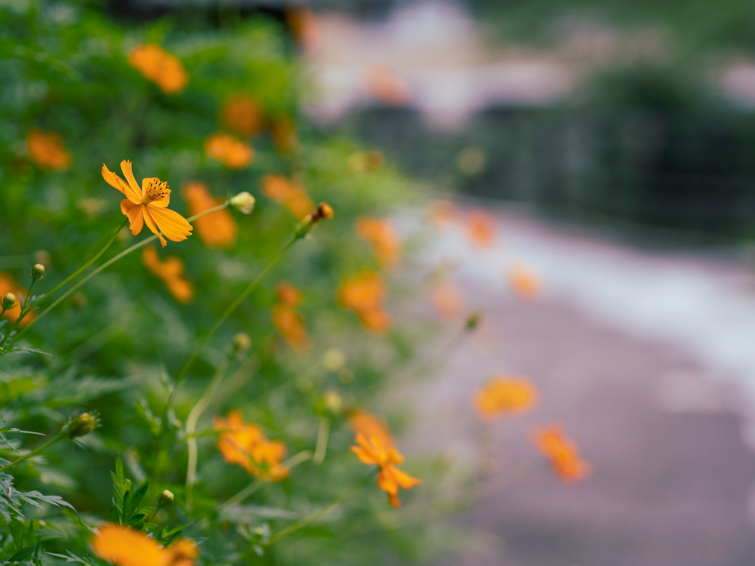 Nahaufnahme von lebhaften orangefarbenen Blumen, die zwischen grünem Laub blühen