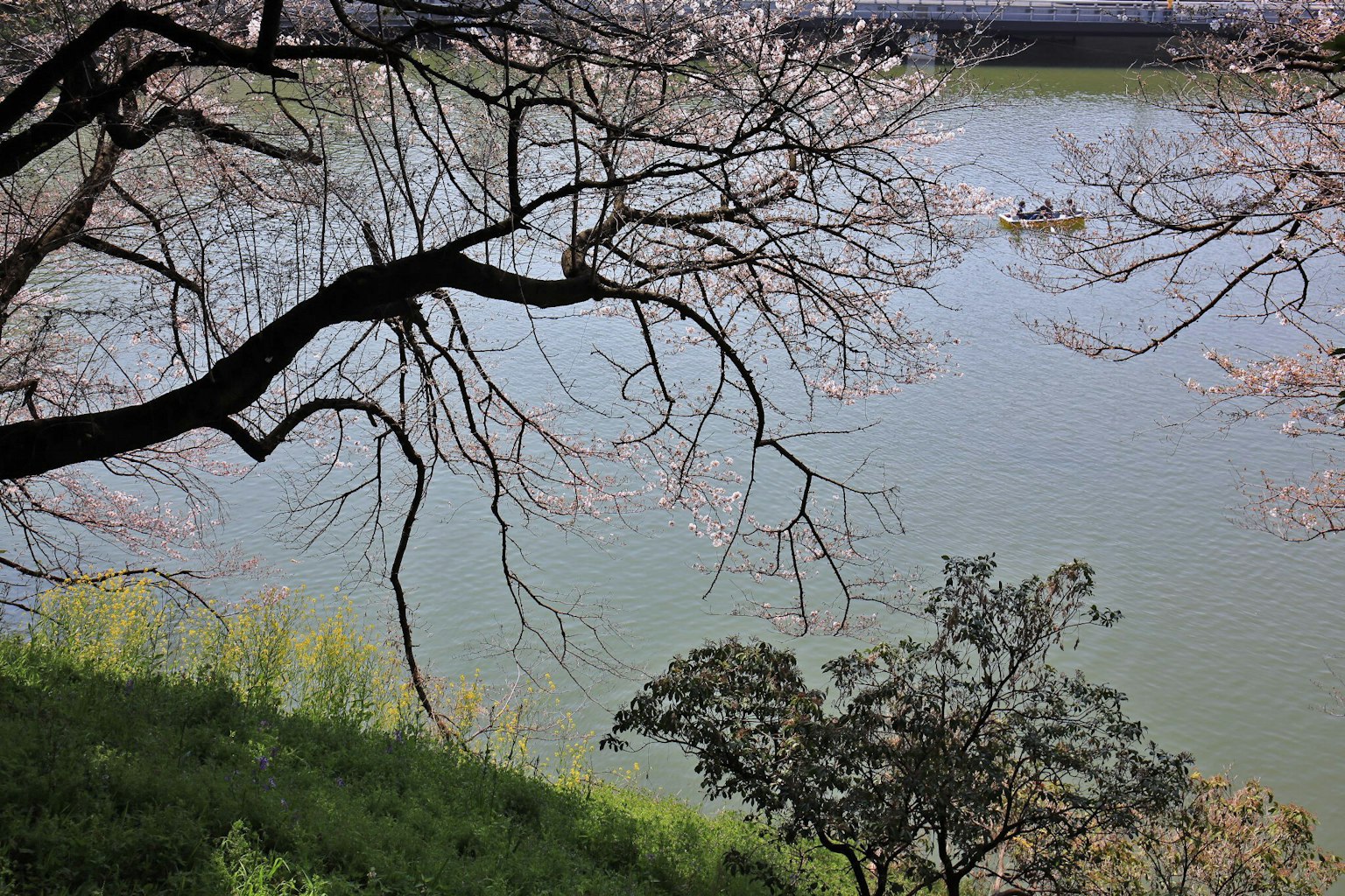 Pemandangan pohon sakura di tepi sungai dengan rumput hijau