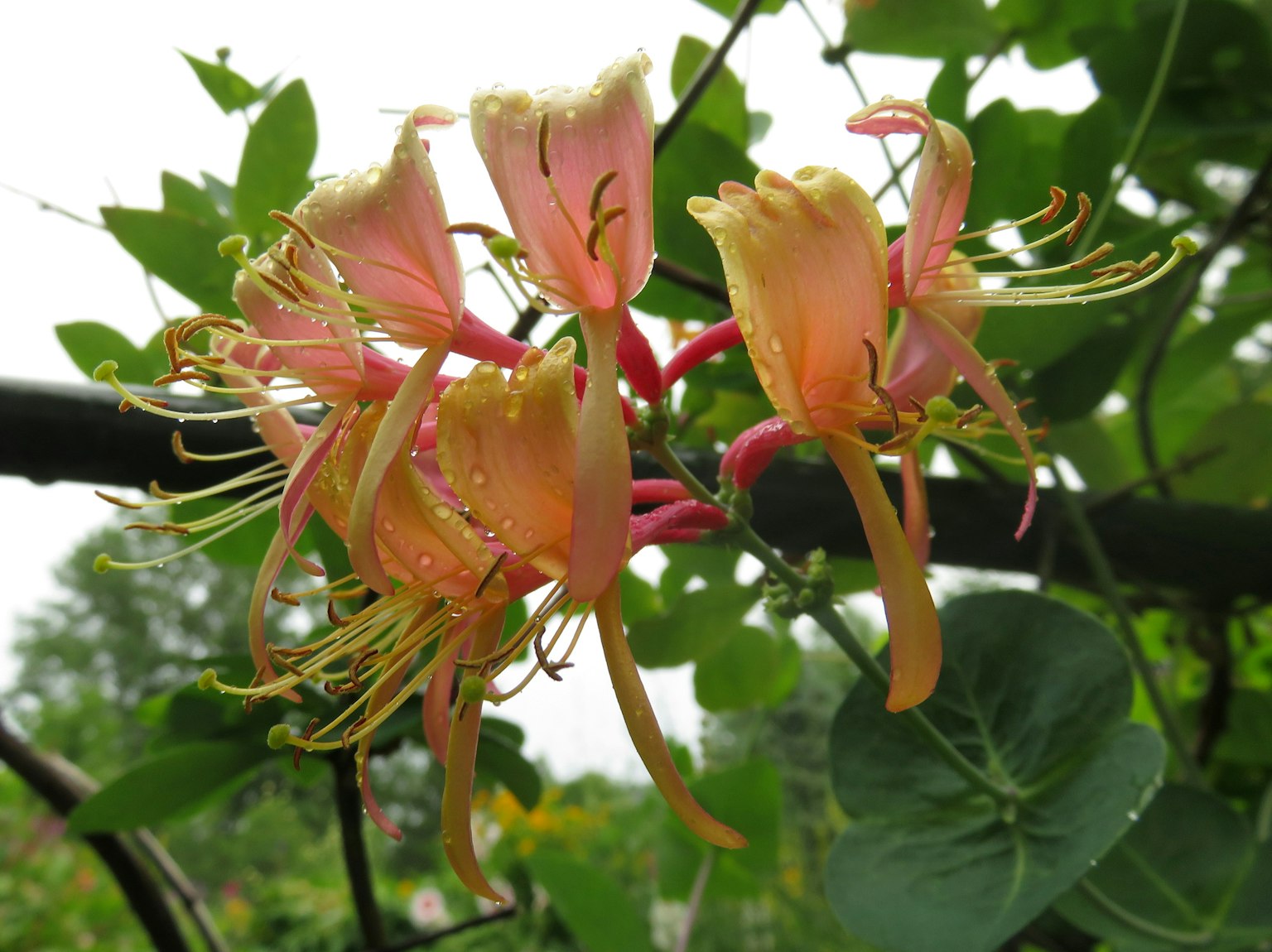 Bella pianta con fiori profumati di miele