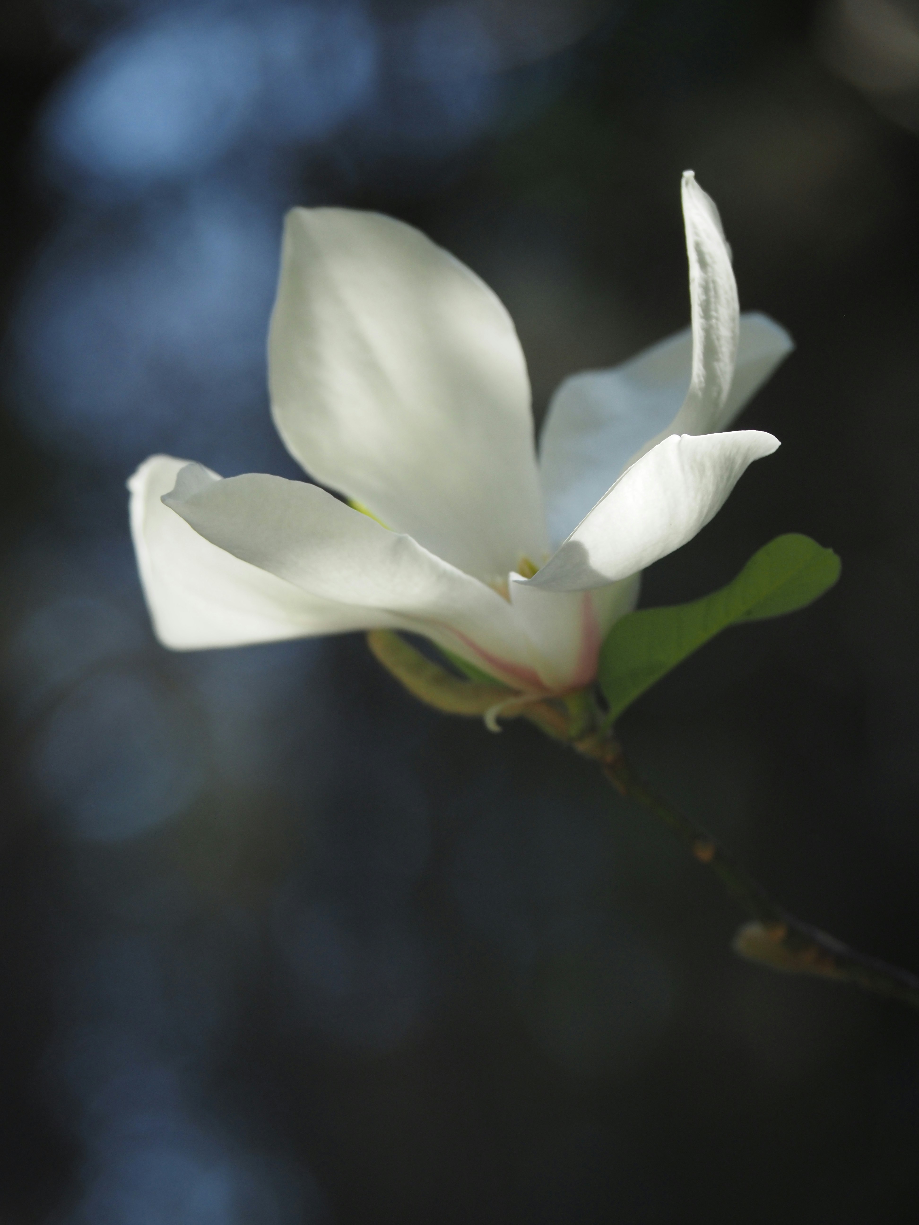 コブシの花のクローズアップ