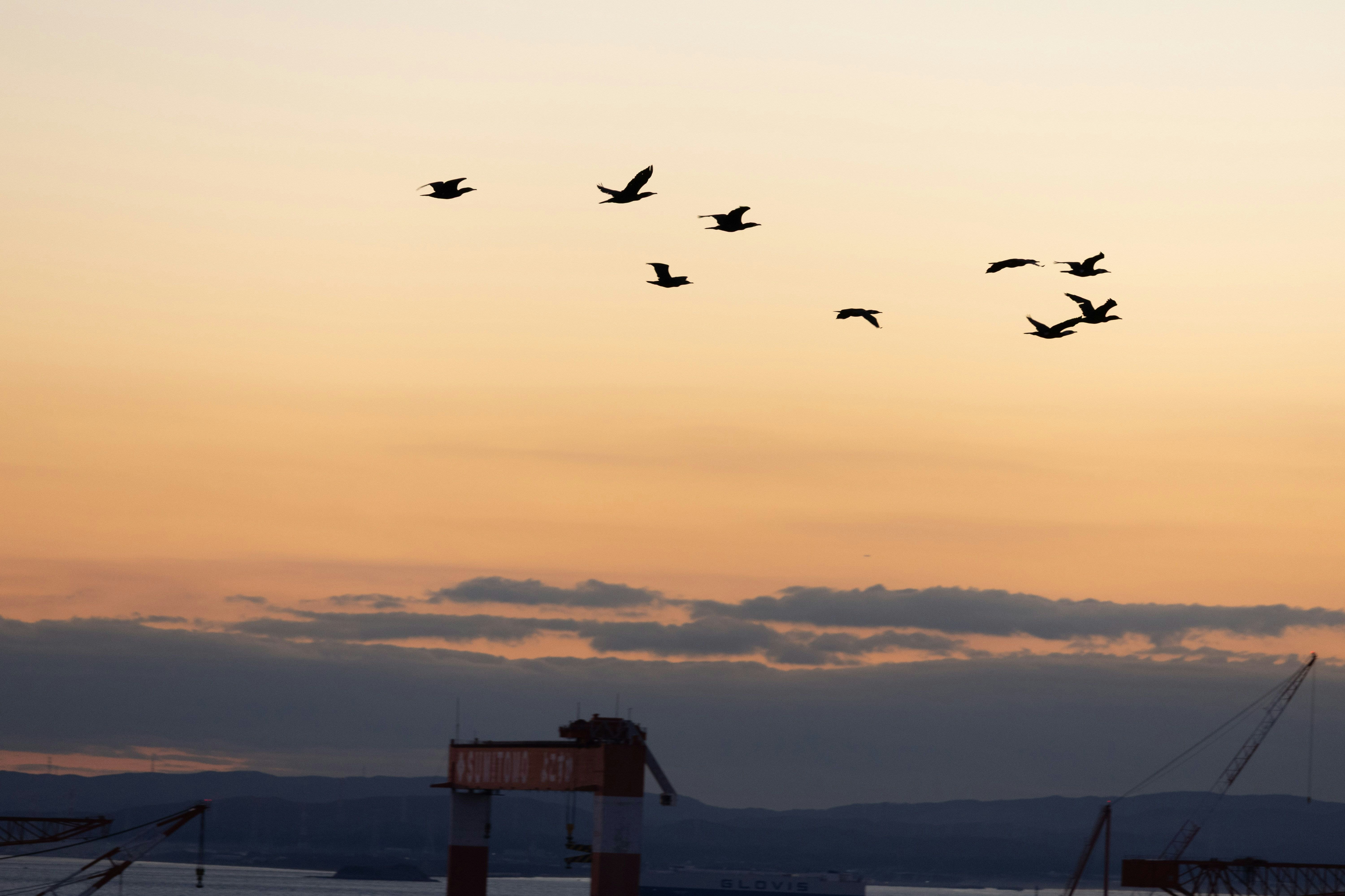 夕焼け空に飛ぶ鳥のシルエット