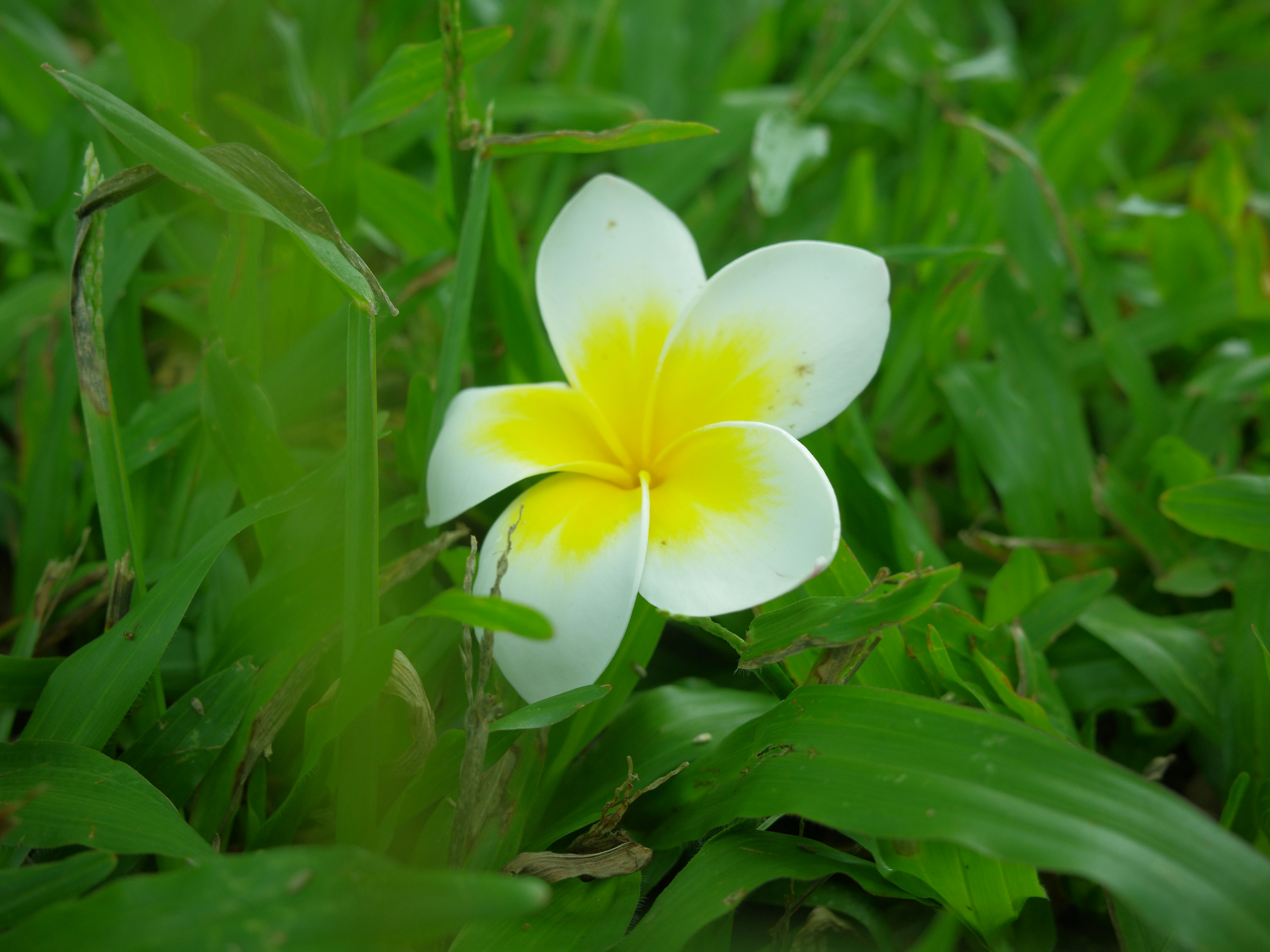 緑の草むらに咲く白と黄色の花