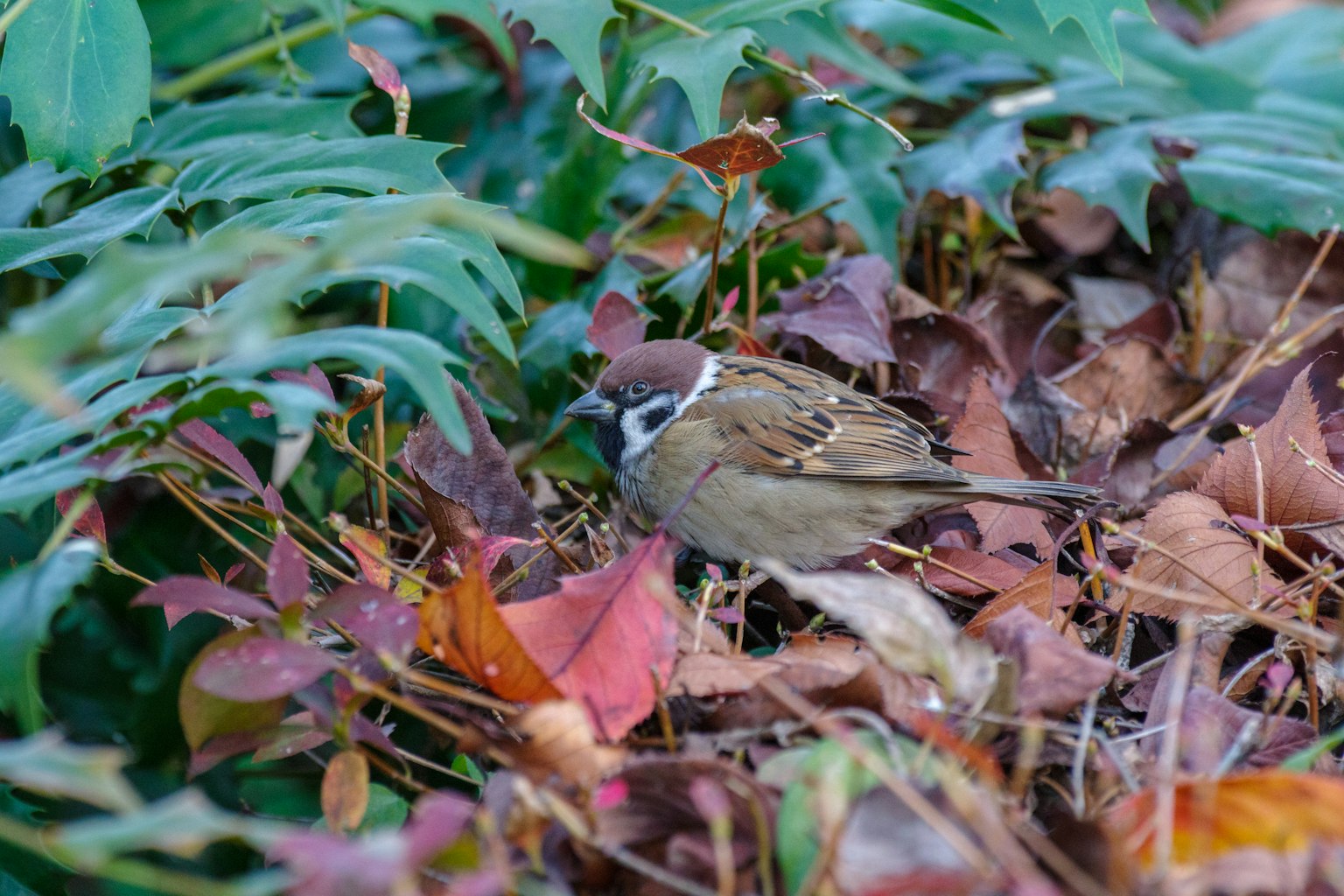 Un piccolo uccello nascosto tra le foglie con uno sfondo di foglie secche e piante verdi