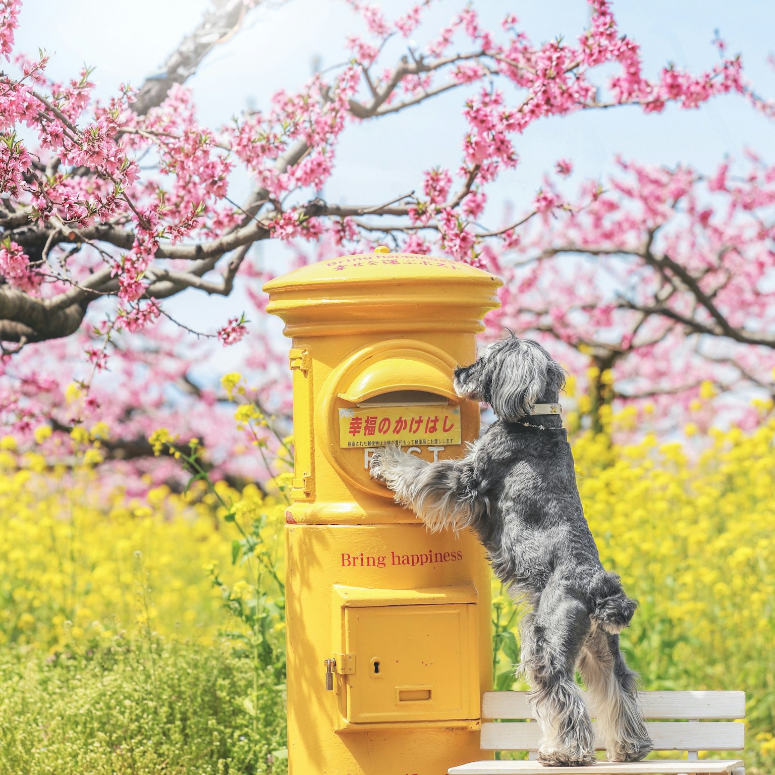 Ein Hund lehnt sich an einen gelben Briefkasten, umgeben von Kirschblüten