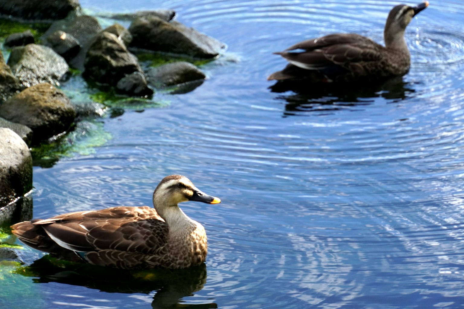 Zwei Enten, die auf der Wasseroberfläche schwimmen, mit Steinen in der Nähe