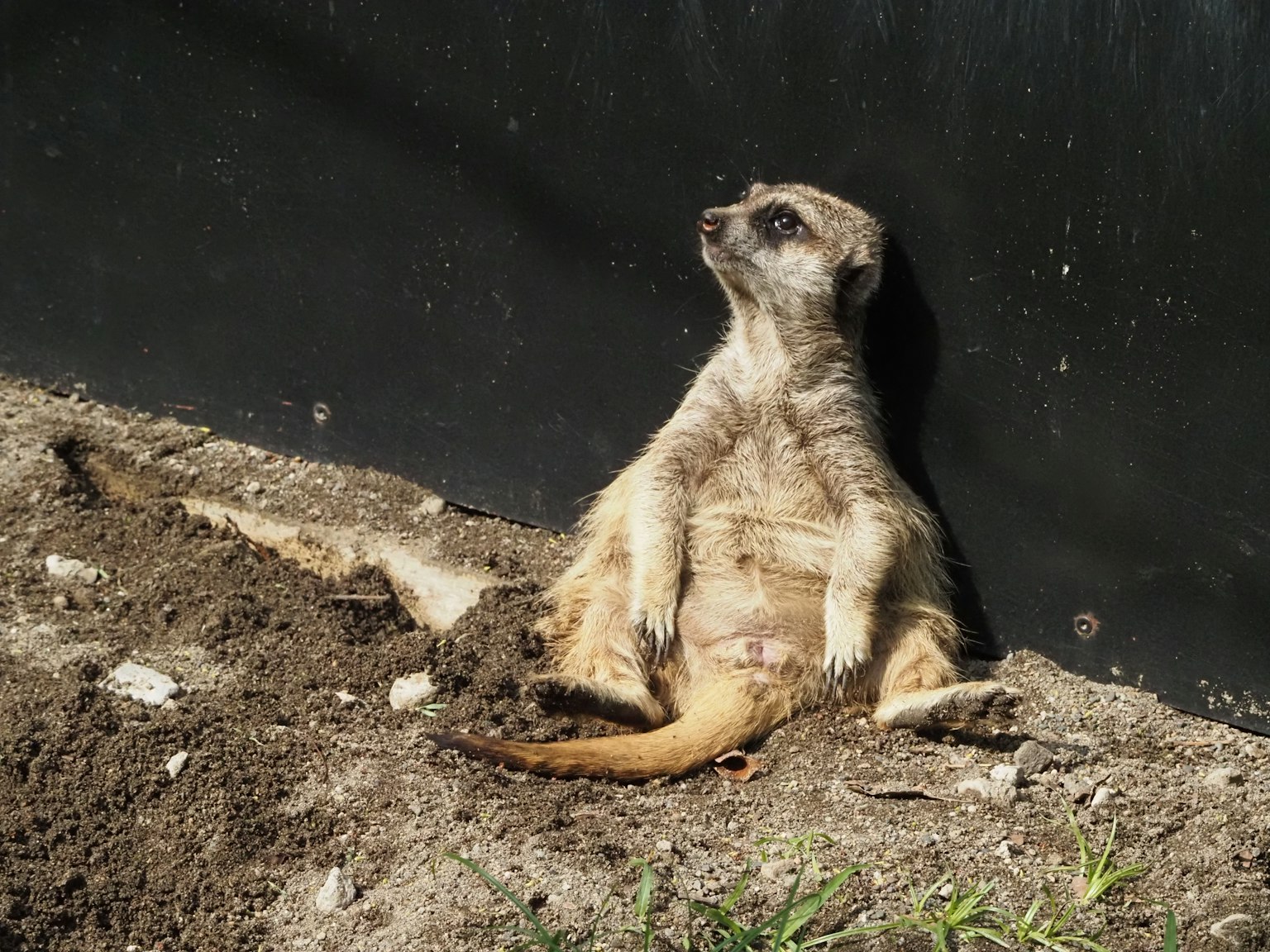 Un suricata sdraiato al sole in una posizione rilassata