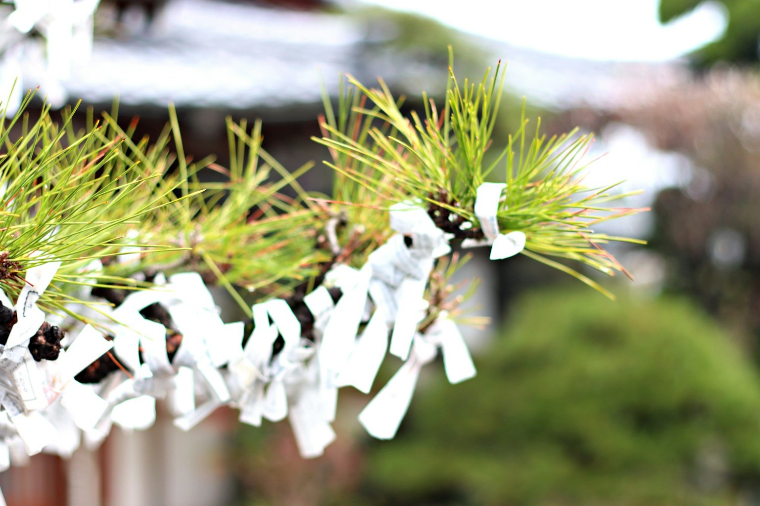 Kiefernzweig mit weißen Omikuji-Bändern geschmückt