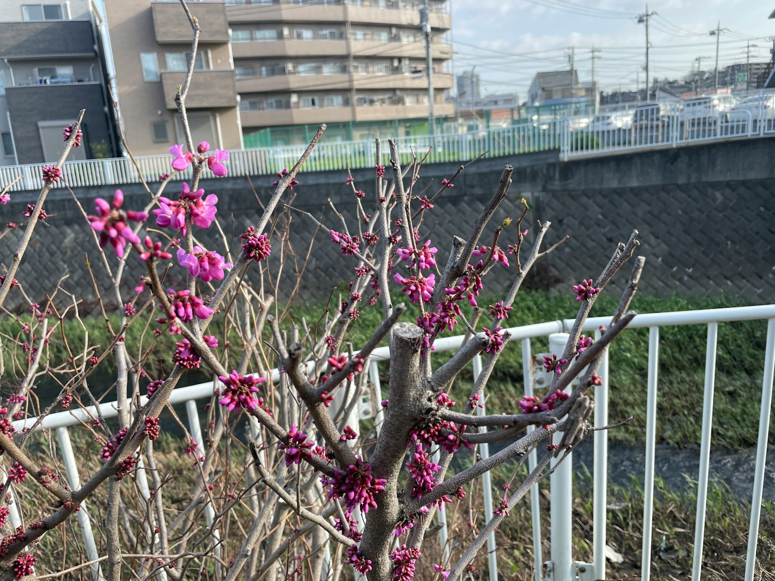 Árbol con flores rosas frente a un edificio y un río