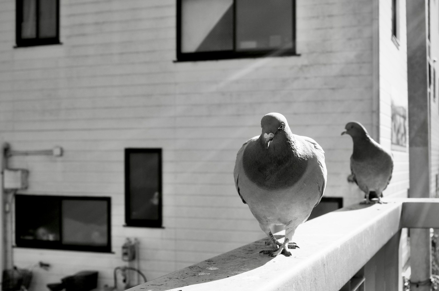 Deux pigeons se tenant sur un balcon en noir et blanc