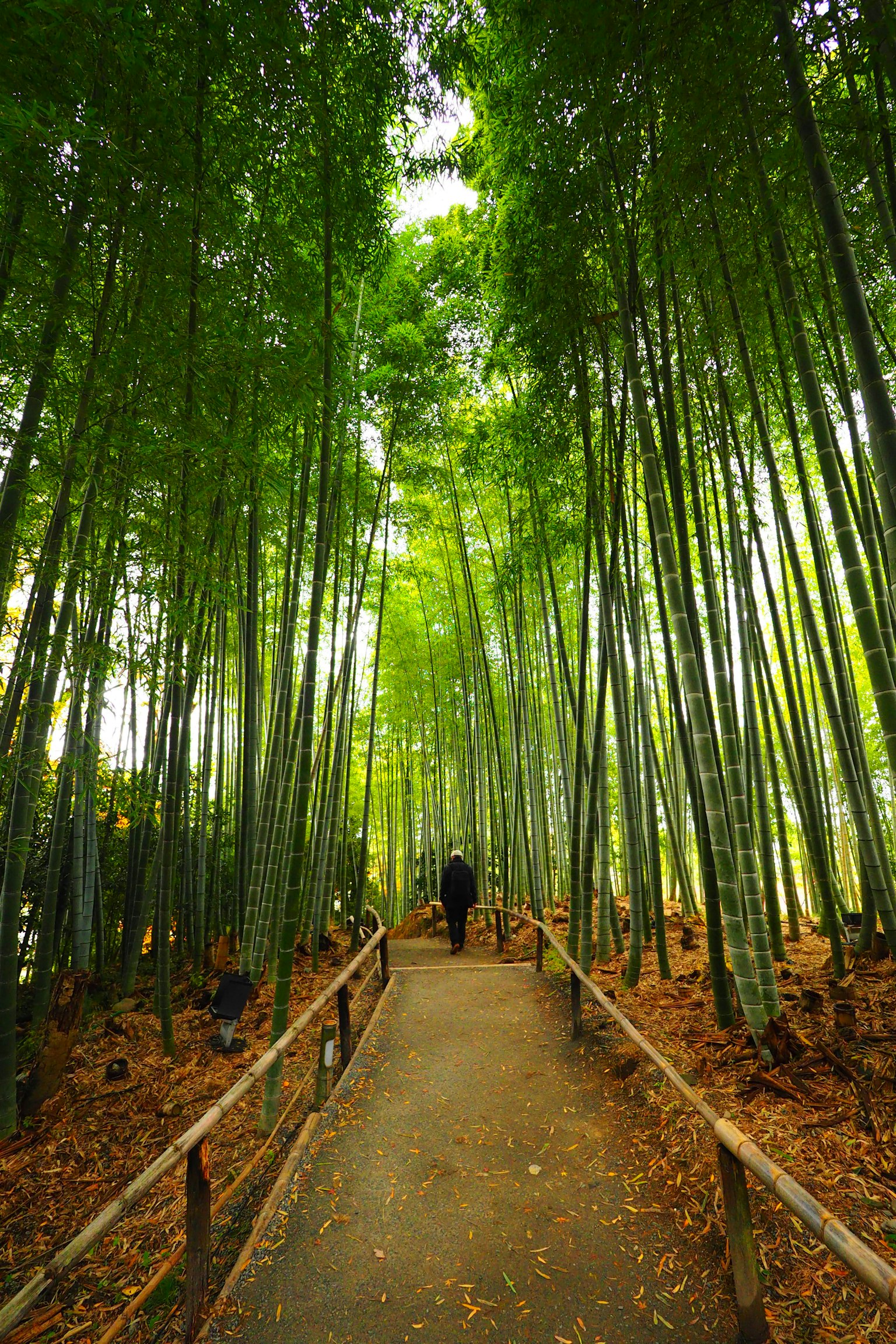 Sendero a través de un frondoso bosque de bambú con altos tallos verdes