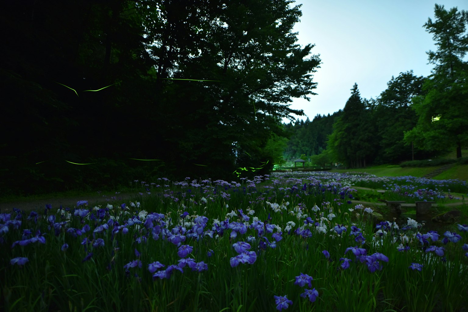 绿色草地上开着紫色花朵和树木的宁静风景