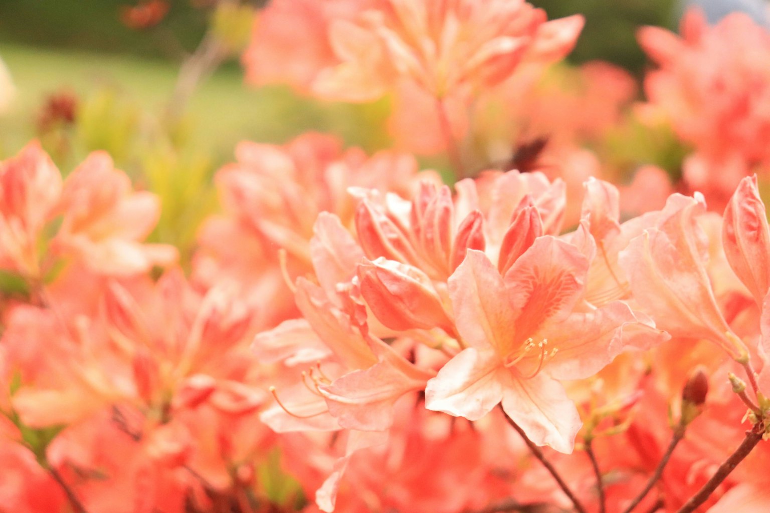 Eine lebendige Darstellung von weichen orangefarbenen Azaleenblüten