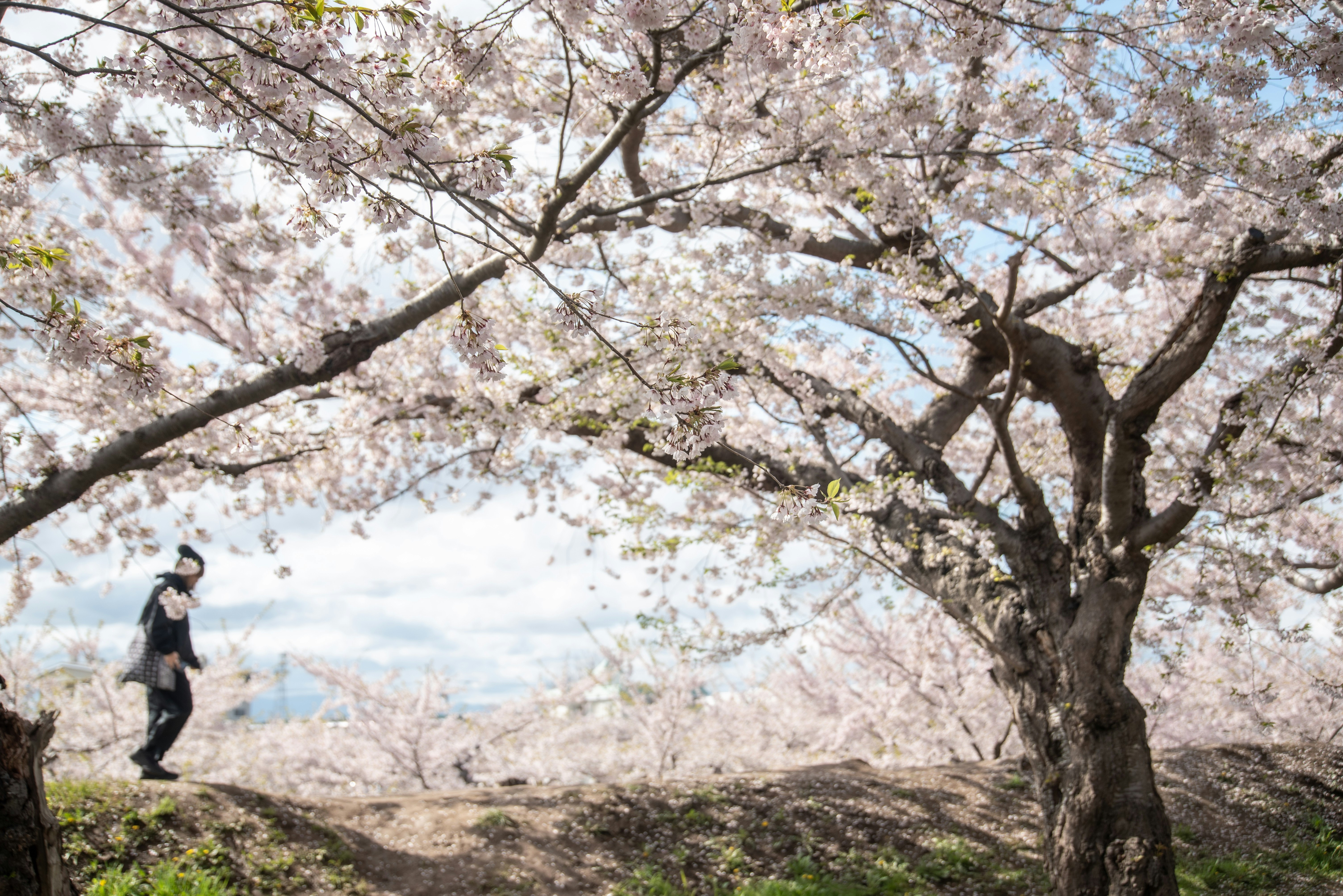 桜の木の下を歩く人と満開の花