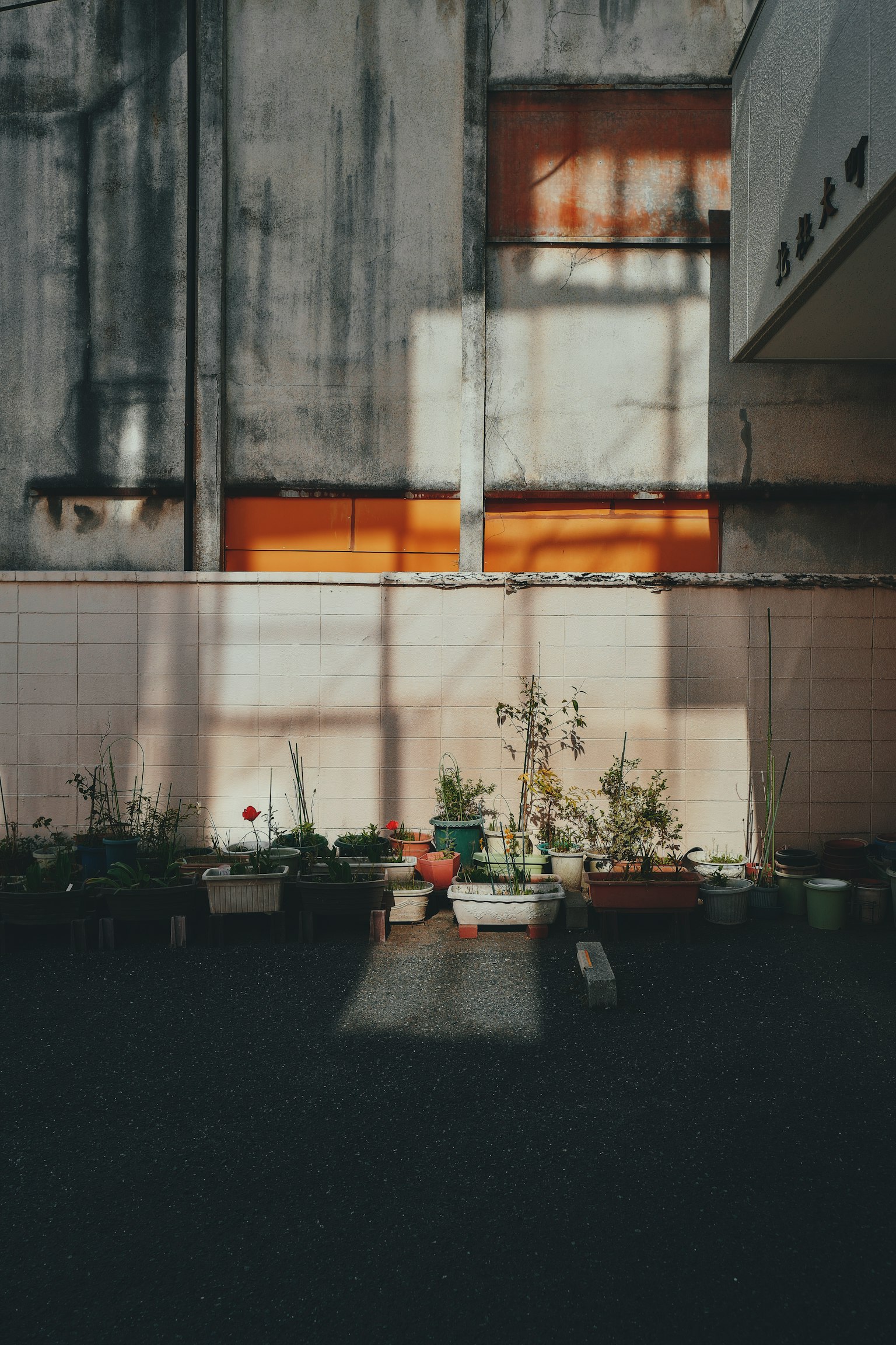 植物が並ぶ壁の前に影が落ちる風景