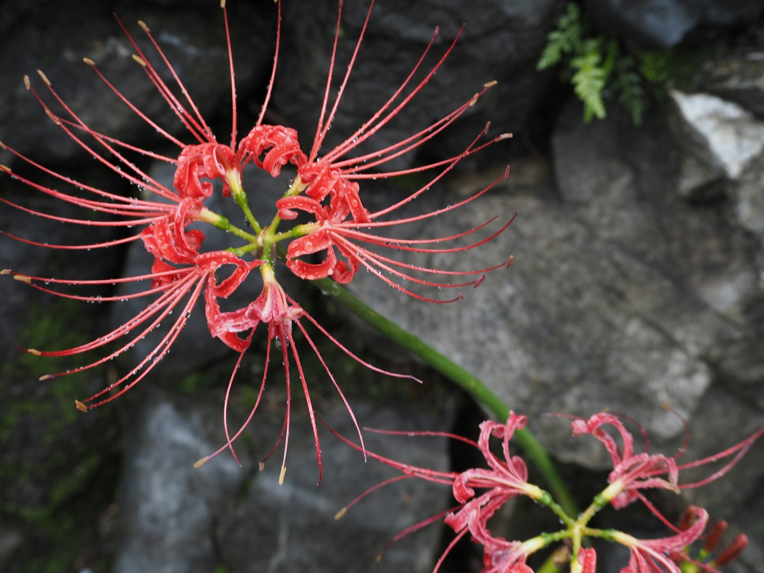Lys araignée rouge avec de longs pétales fins sur fond rocheux