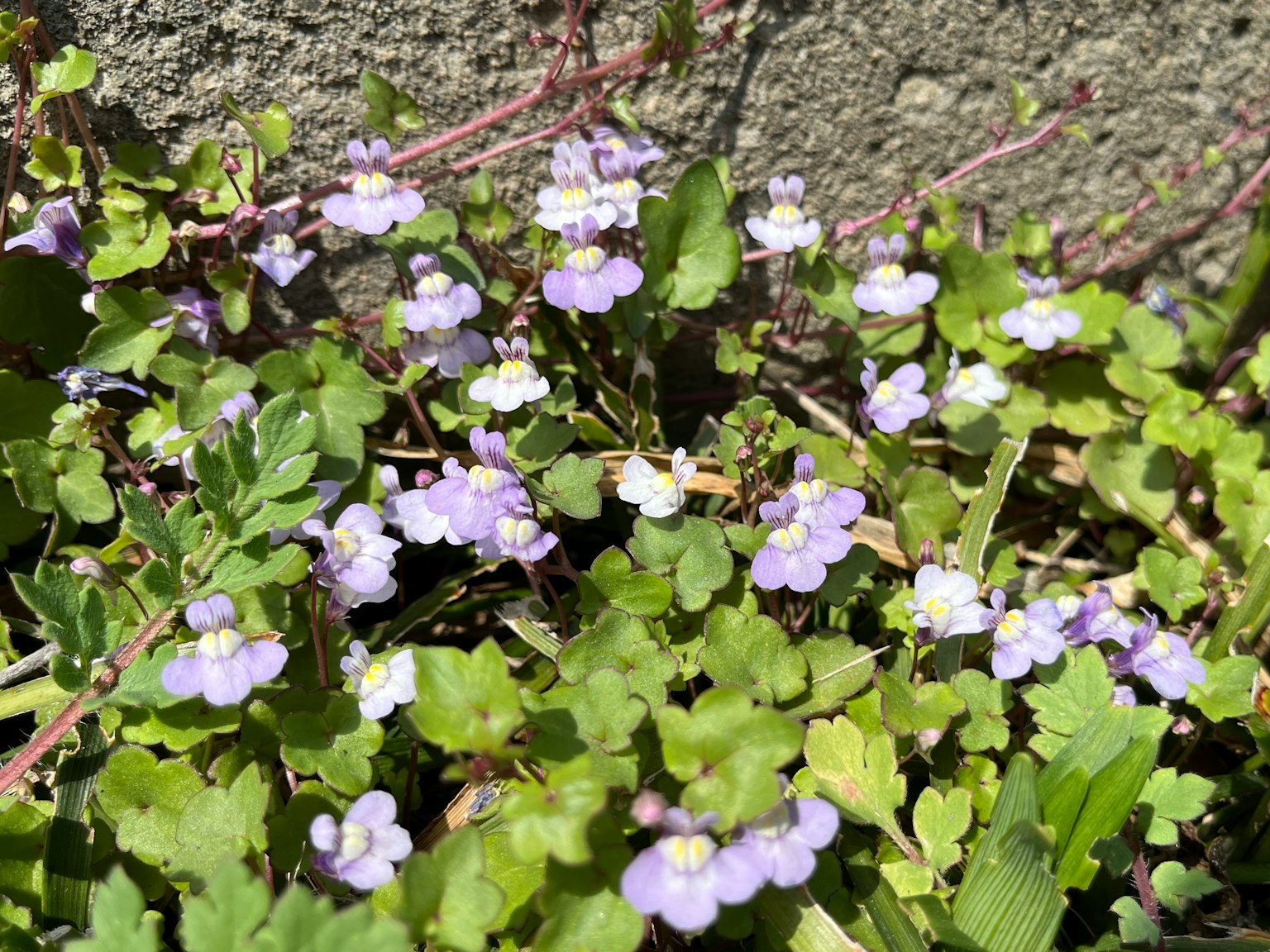 Close-up of green plants with small purple flowers