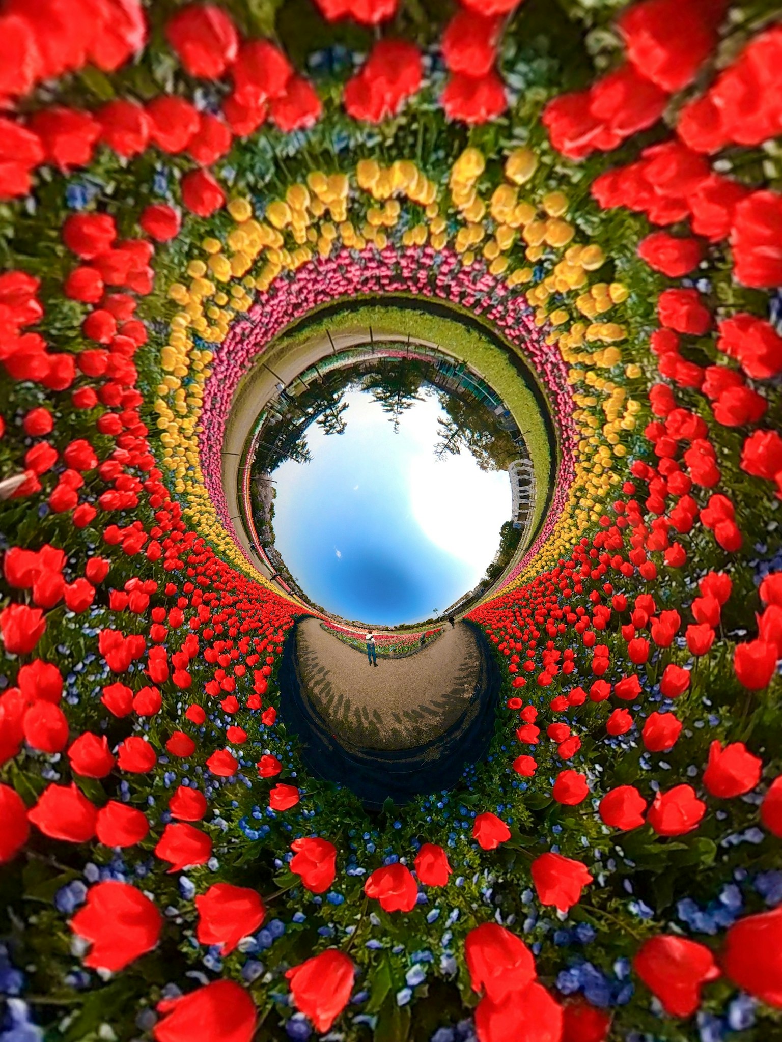 Image de paysage magnifique avec des fleurs colorées disposées en cercle