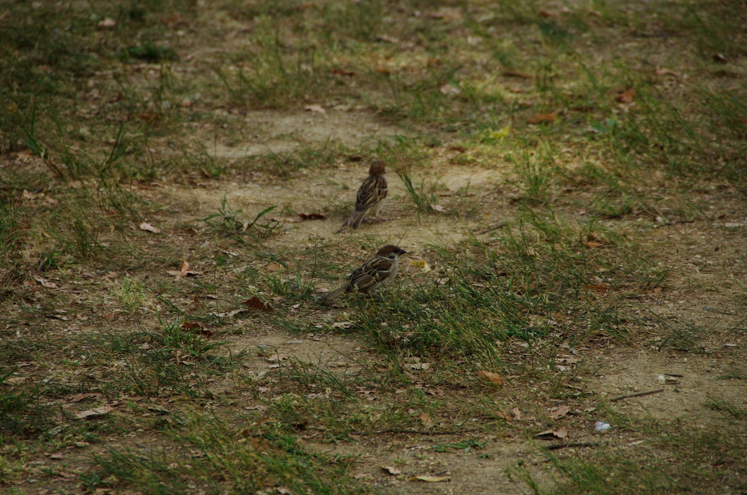 Two small birds on the ground among grass