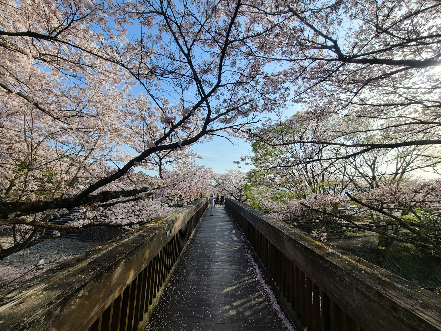 Pemandangan jembatan yang dikelilingi bunga sakura yang mekar