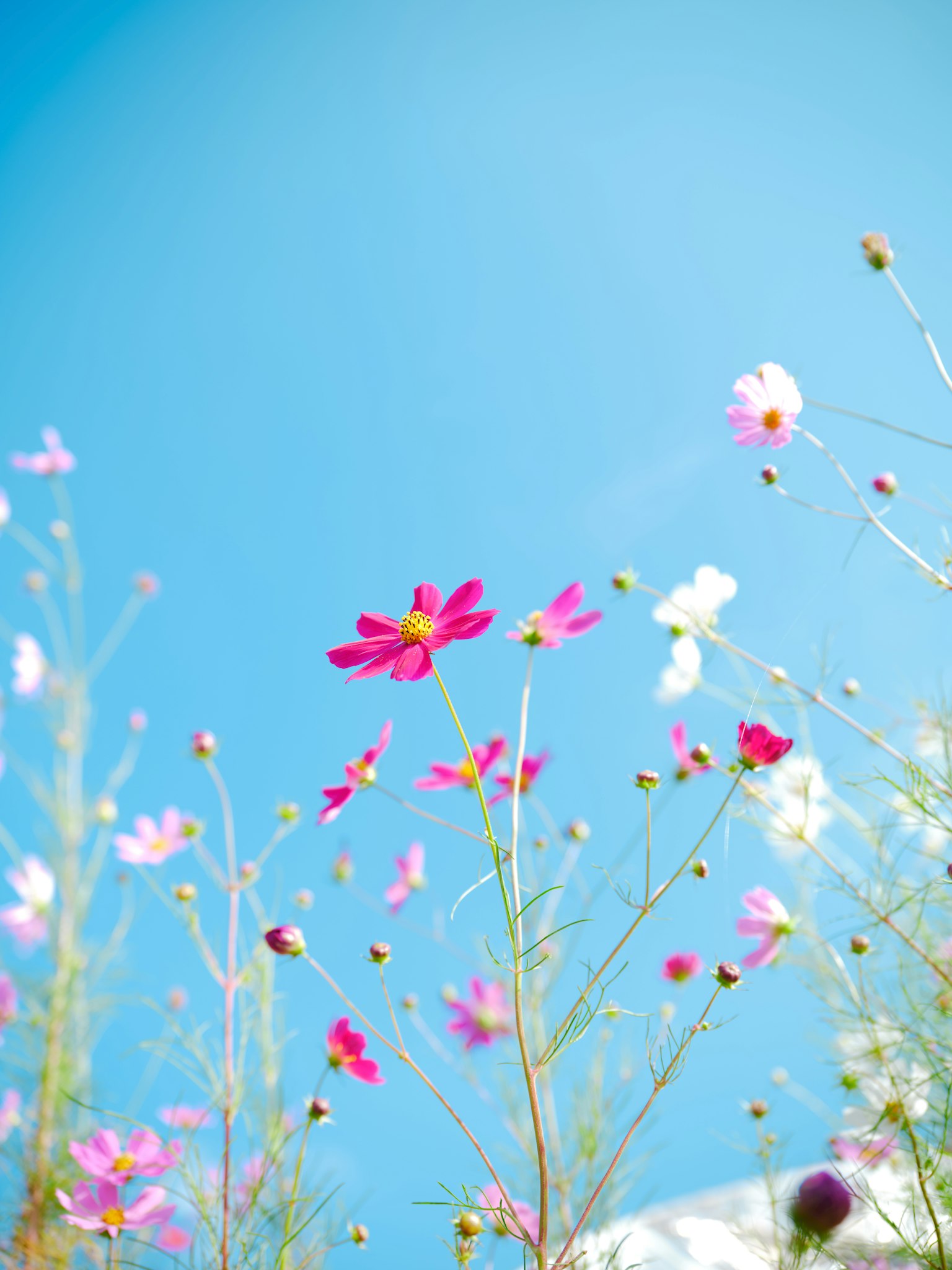 青空を背景に咲く色とりどりの花々