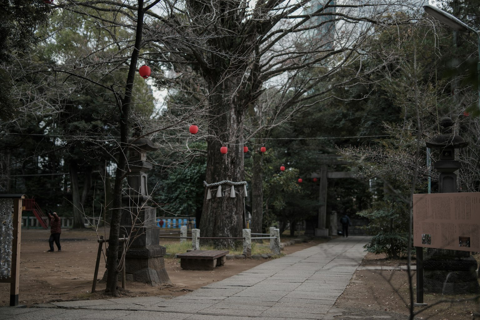 A tranquil scene of a pathway with a large tree and red lanterns