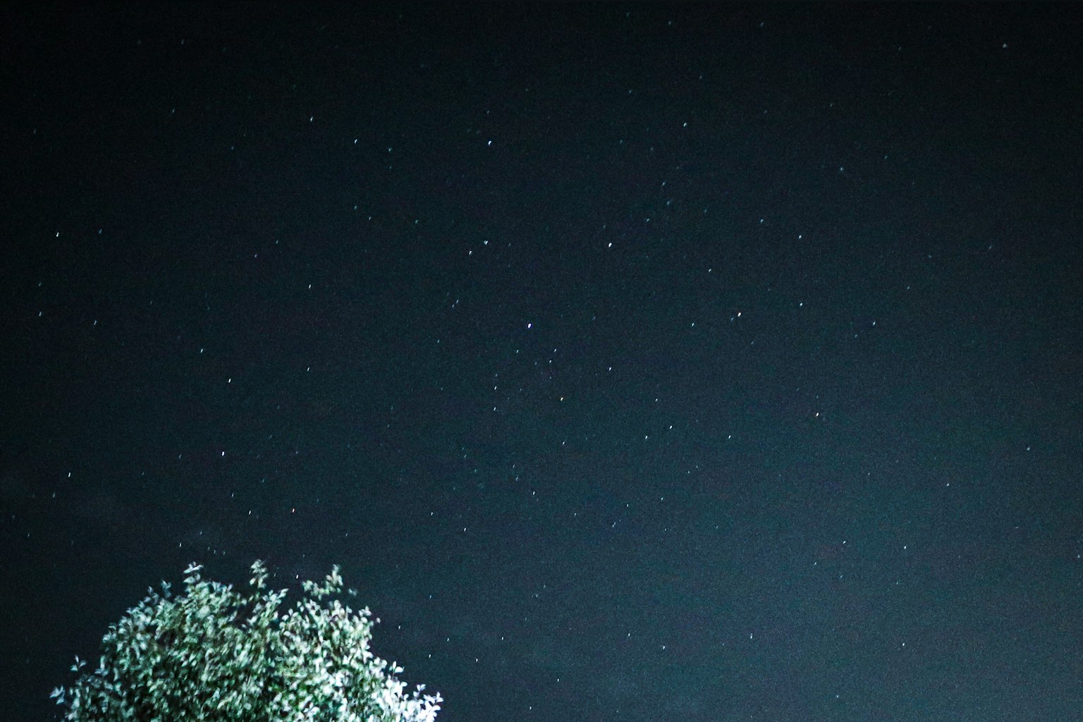 星が輝く夜空と木のシルエット