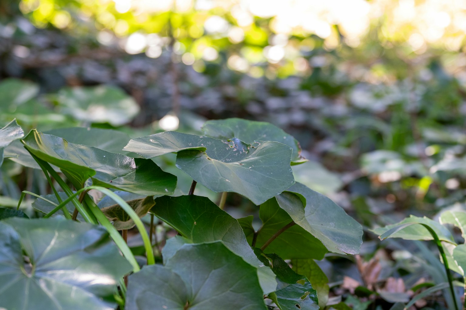 Lush green leaves spread across the ground