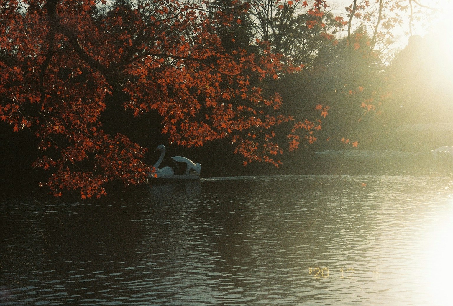 Herbstlaub mit einem Schwanenboot auf einer ruhigen Wasseroberfläche