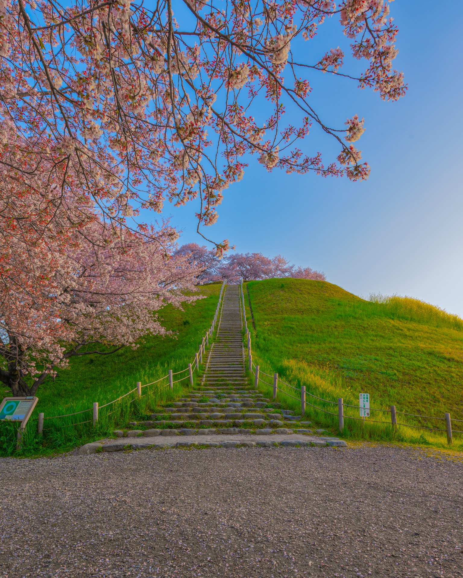 Treppen, die zu einem grünen Hügel mit Kirschblüten führen