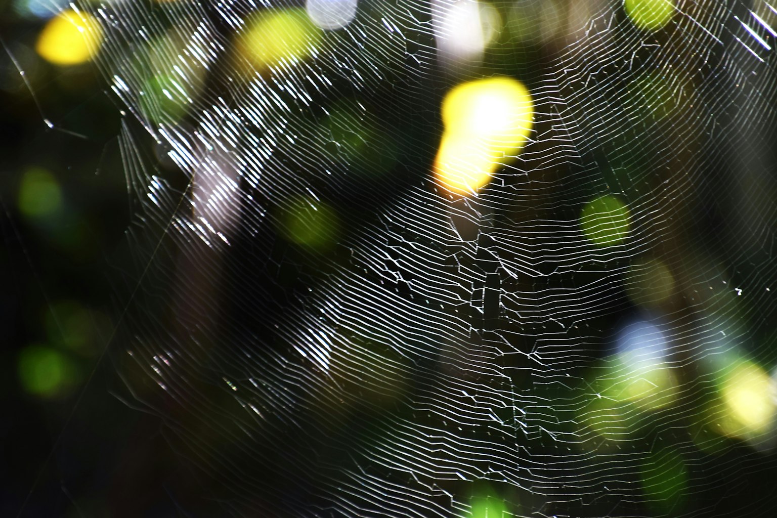 Close-up of a spider web with a blurred green background