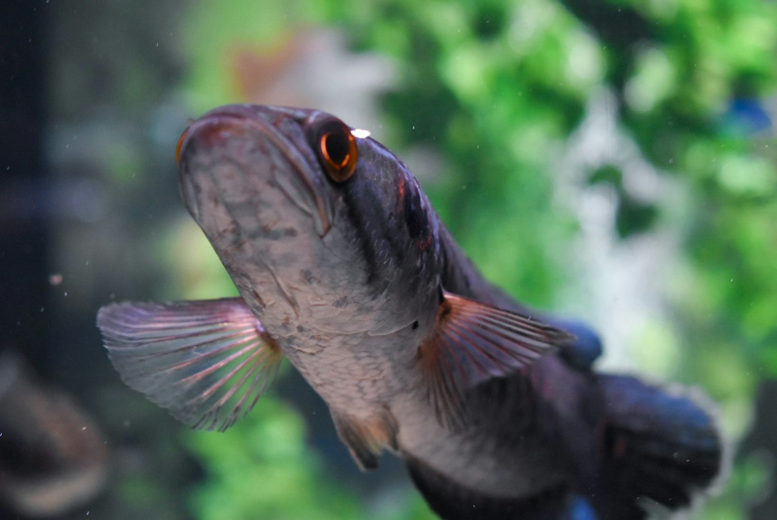 Primo piano di un pesce che nuota in un acquario con occhi e pinne distintivi