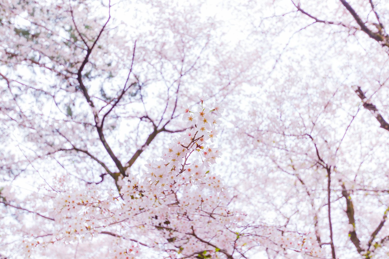 Arbres en fleurs de cerisiers roses délicats sous un ciel lumineux