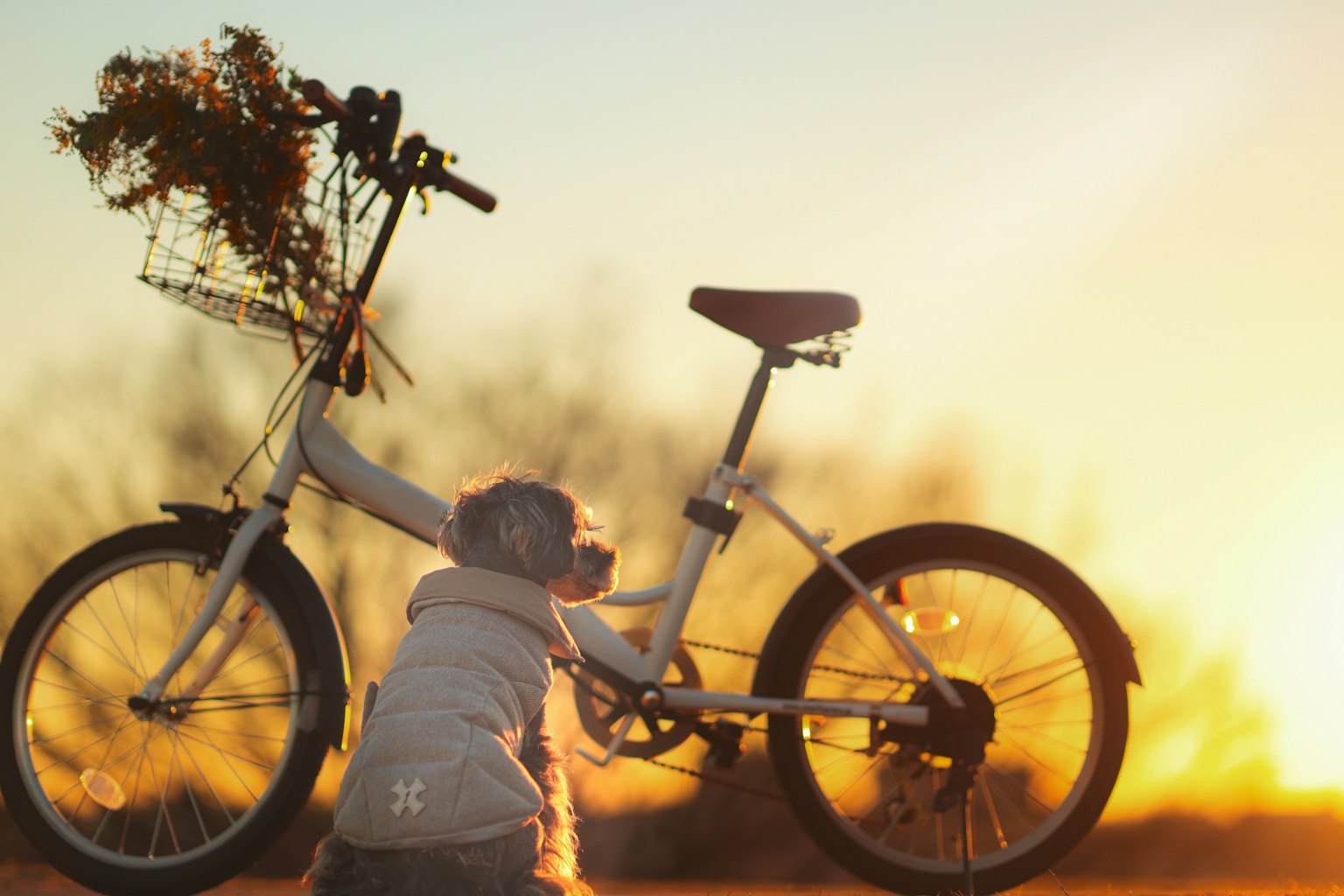A child playing beside a bicycle with flowers in the basket at sunset