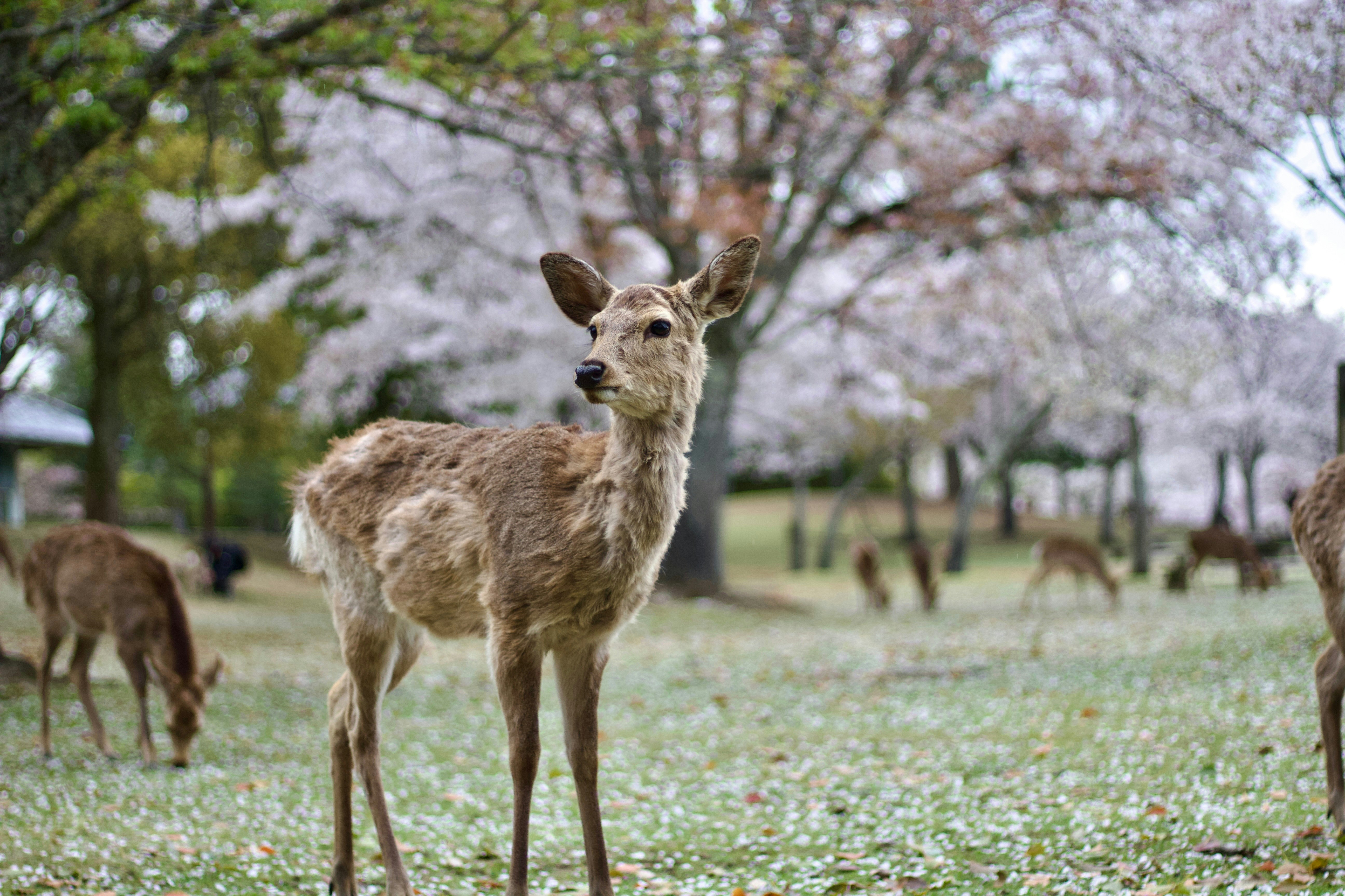 奈良公園の芝生にいる鹿と桜の並木
