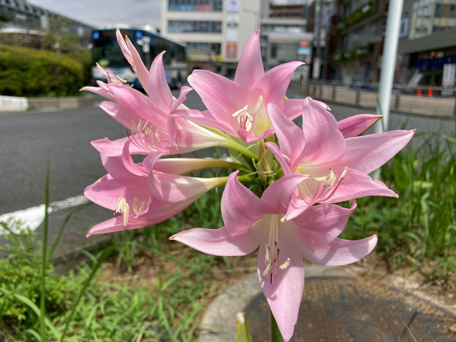 路邊盛開的粉紅色花朵