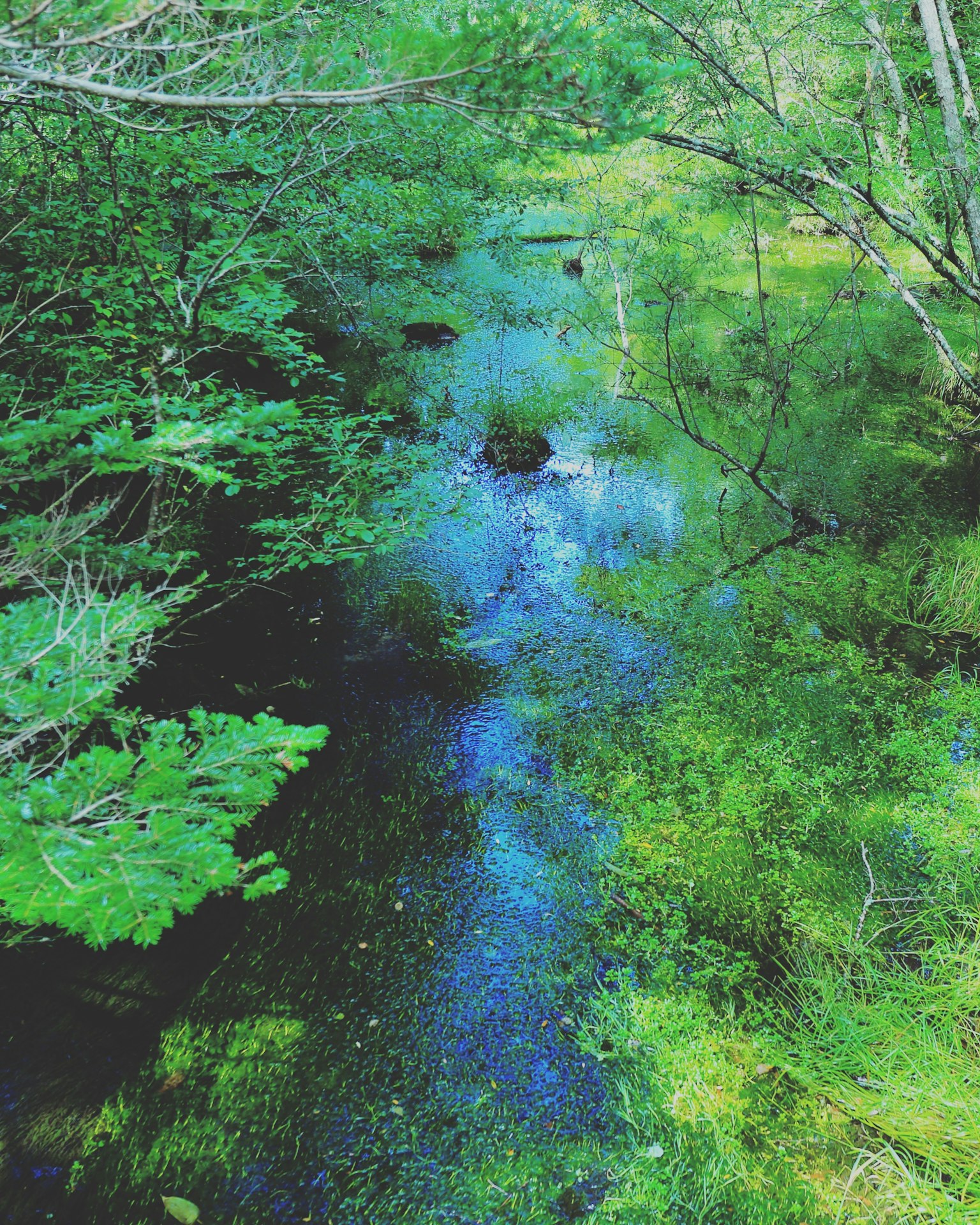 被绿树环绕的宁静河流场景，反射着蓝色水面